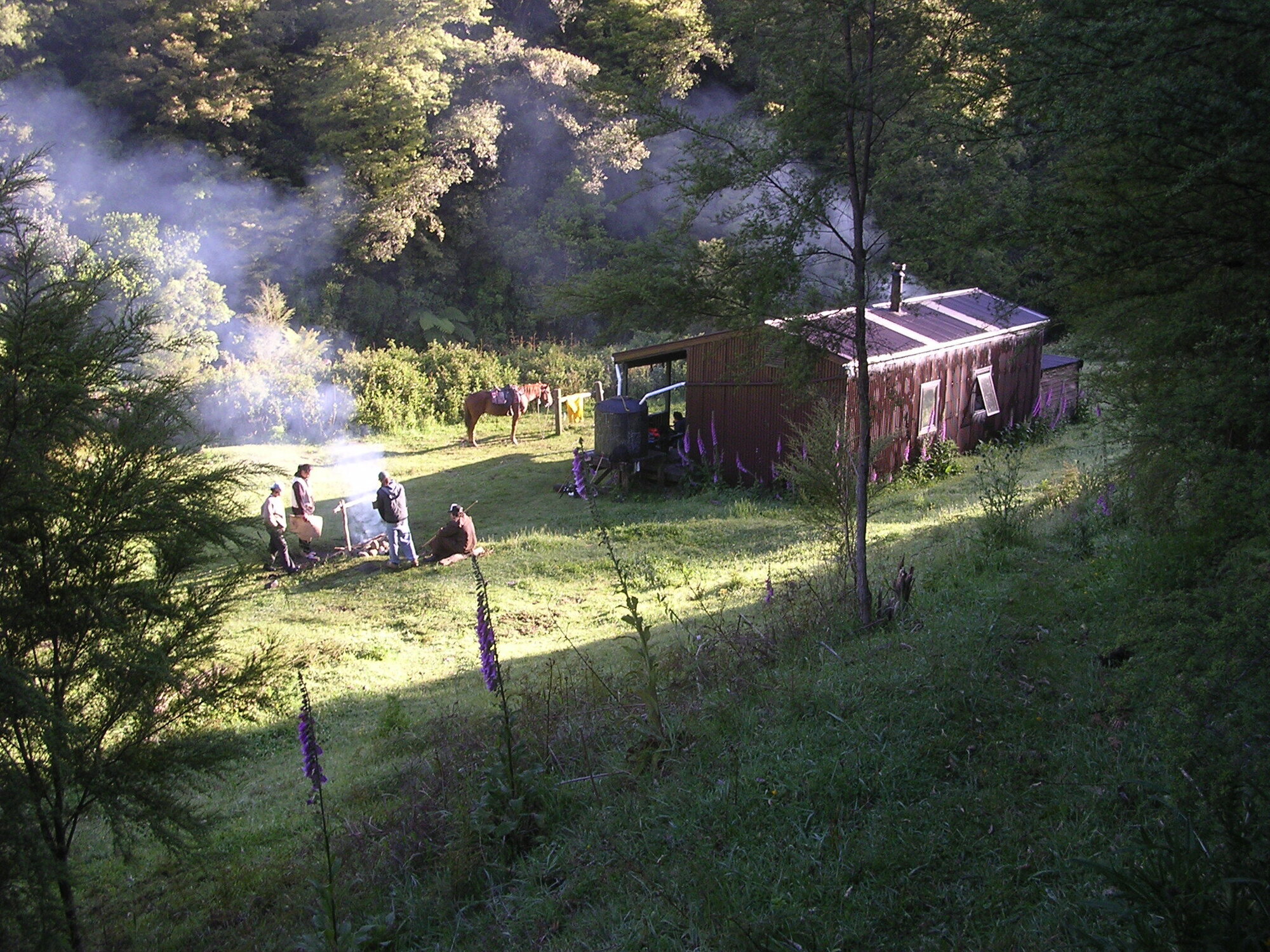 Ohora Hut, Te Urewera National Park