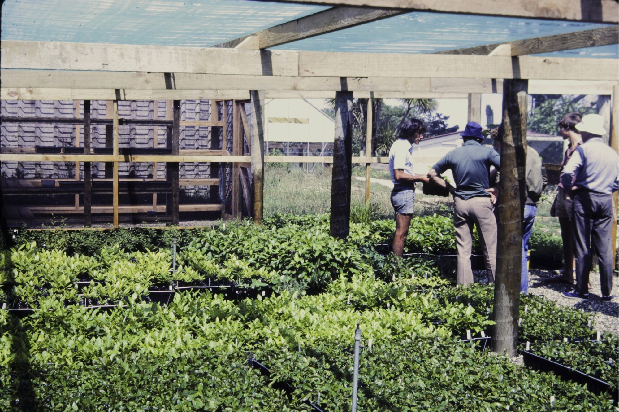 Greenhouse at Tiritiri