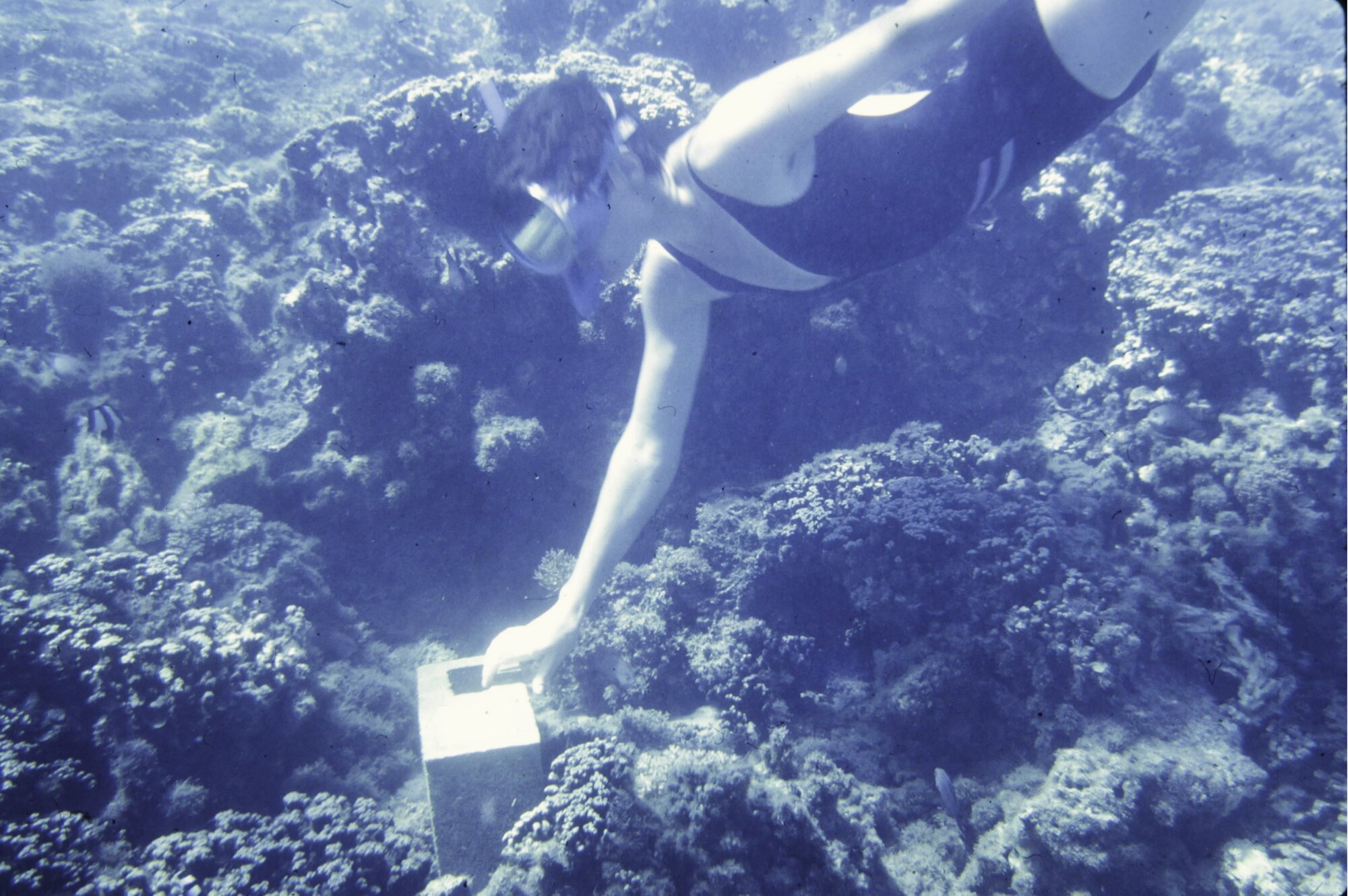 Interpretive signs in Palolo Deep