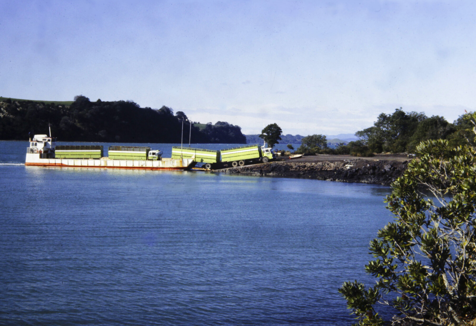 Unloading the stock barge at Islington Bay boat ramp, Rangitoto Island