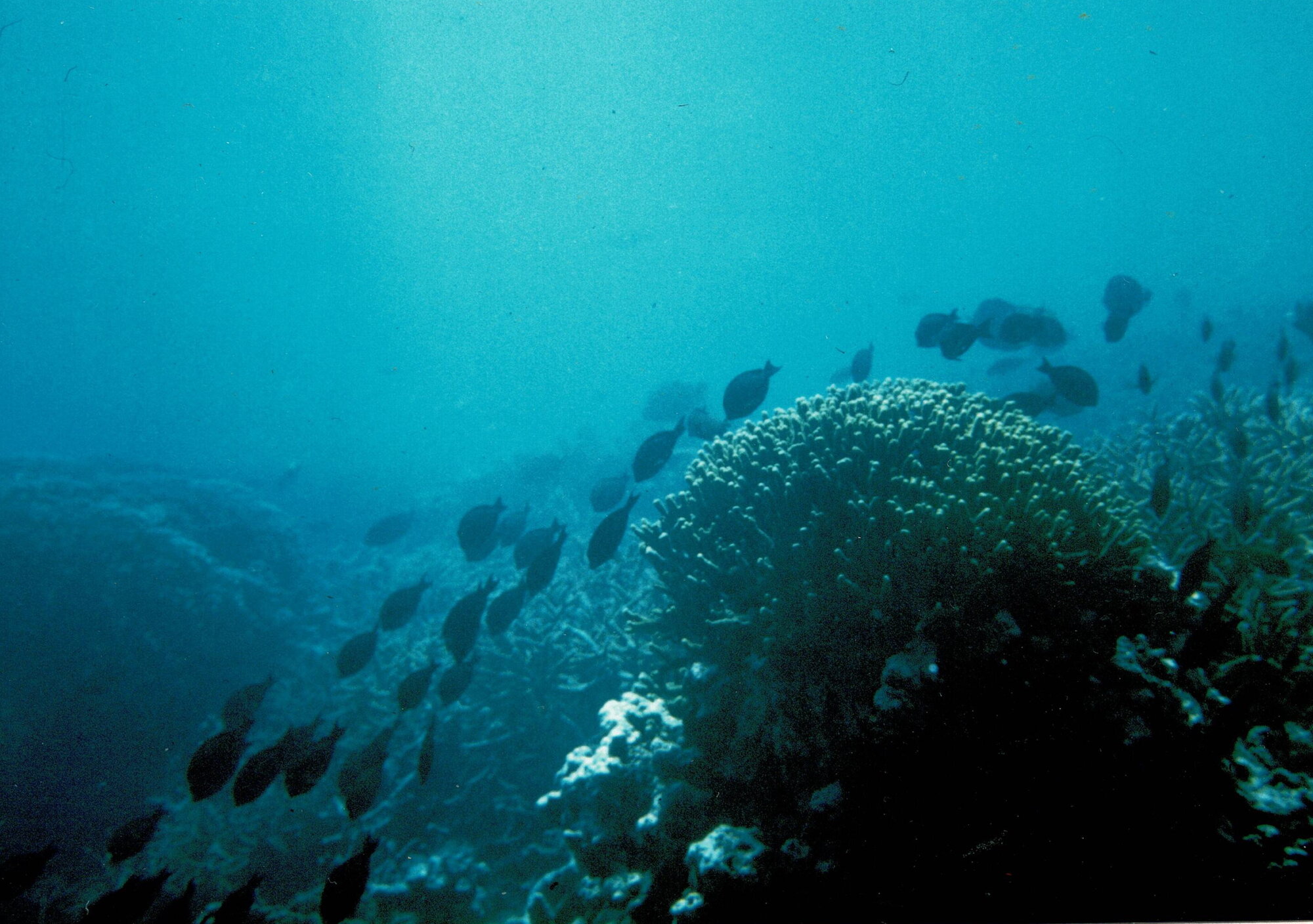 Palolo Deep Marine Reserve