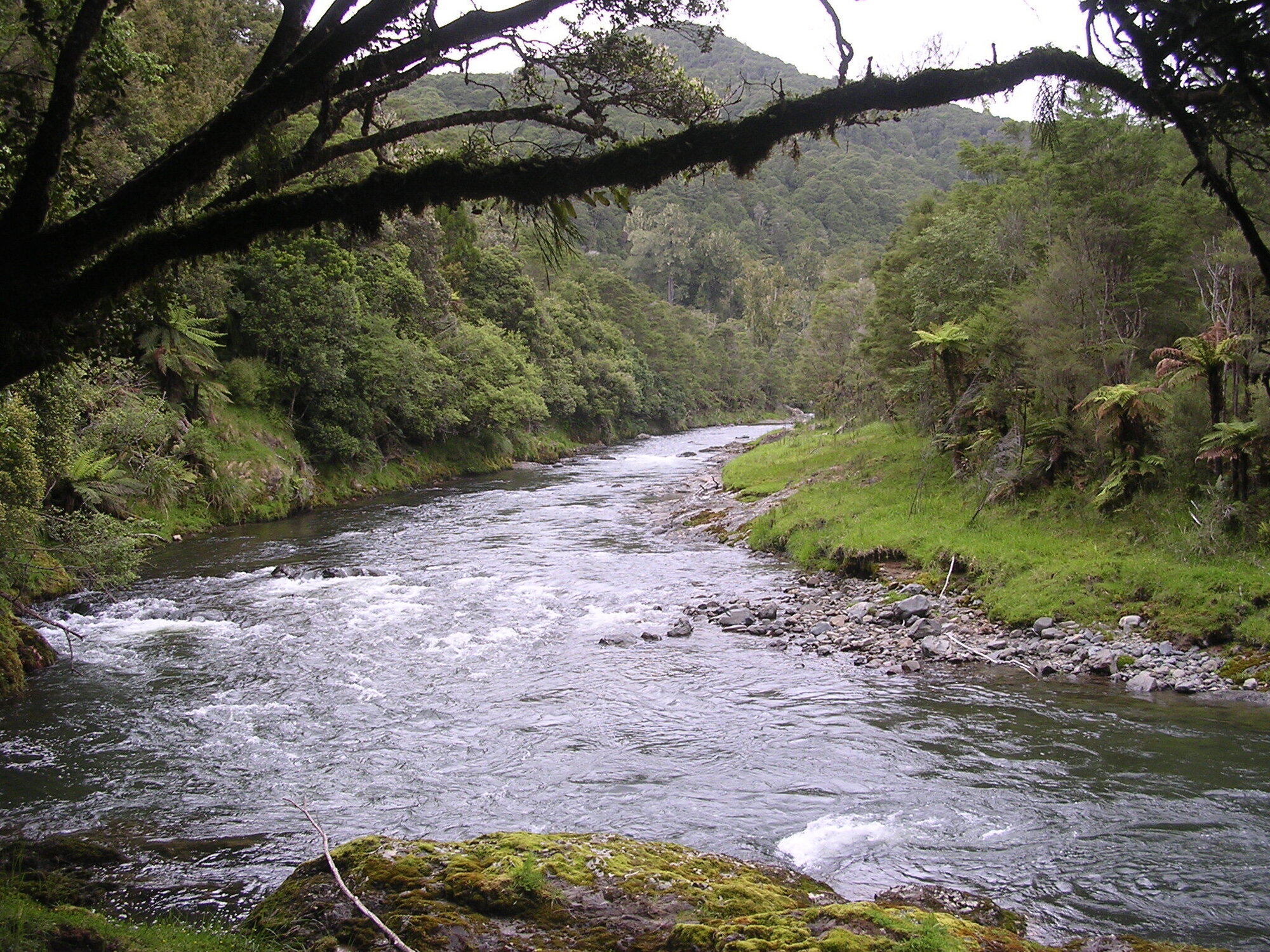 Whakatane River-Te Urewera National Park
