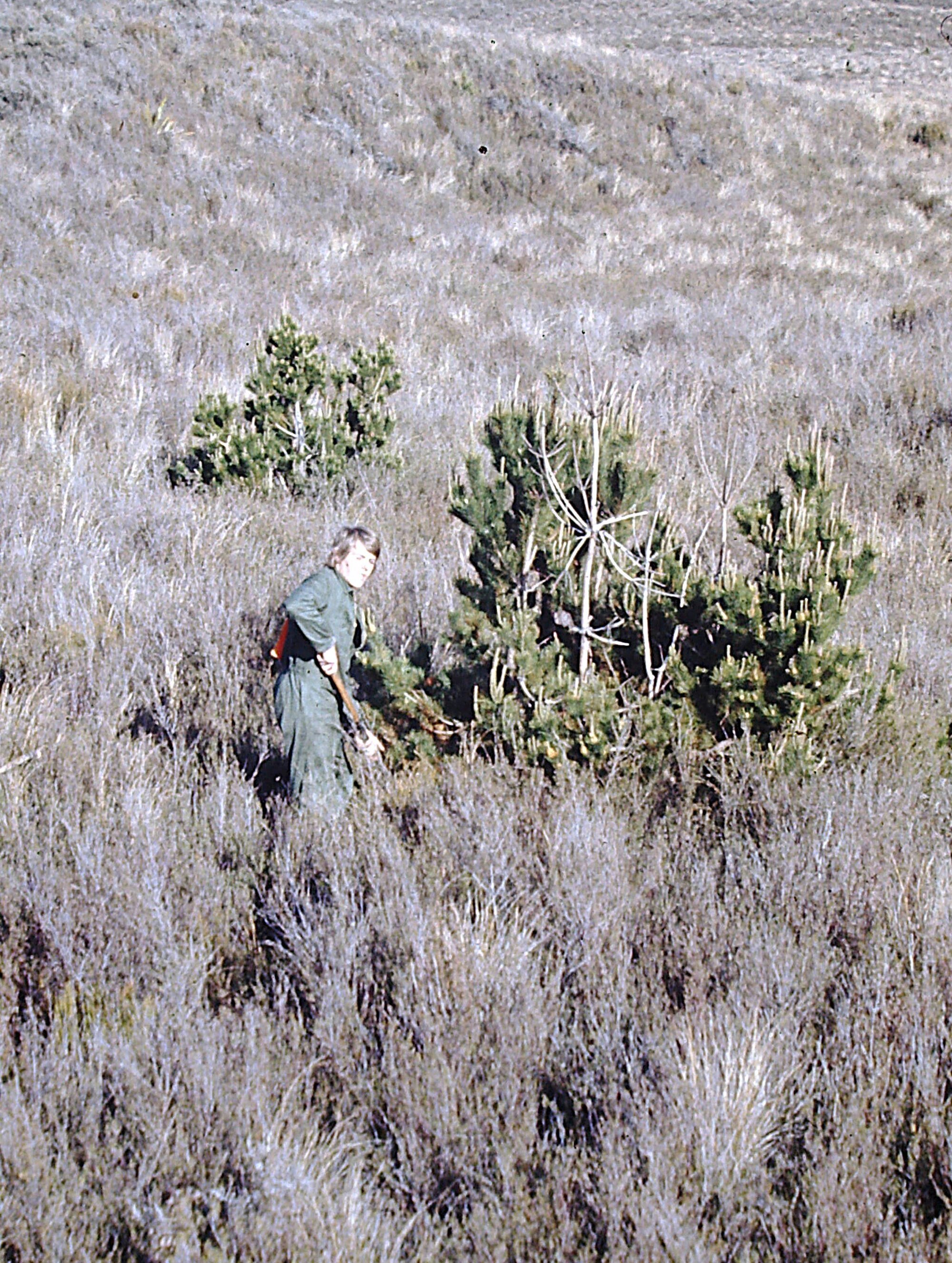 Pinus contorta control