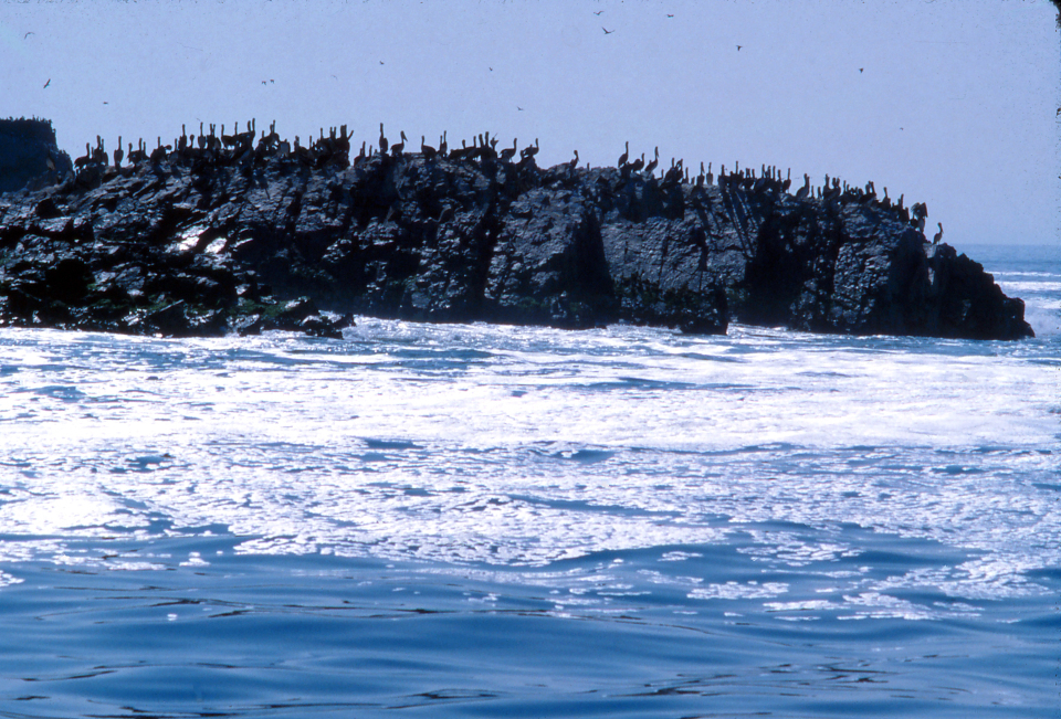 Pelicans roost on an island in Paracas: Peru