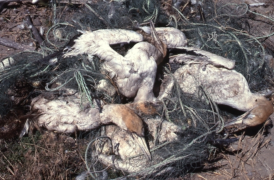Cape Kidnappers gannets caught in abandoned fishing net
