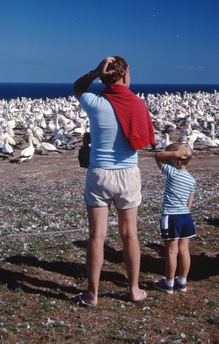 Visitors to the Cape Kidnappers gannet colony