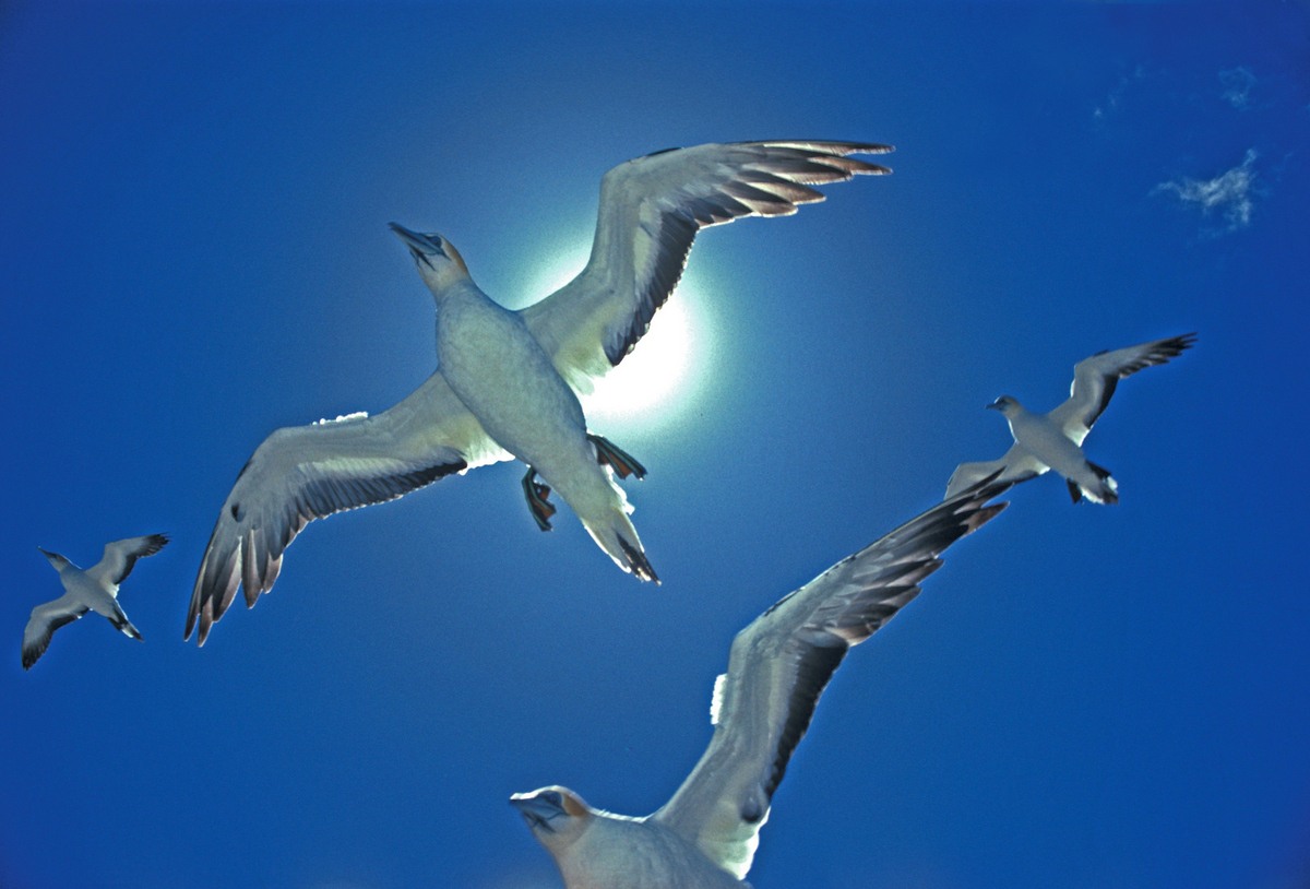 Gannets cruising on a strong easterly, Cape Kidnappers