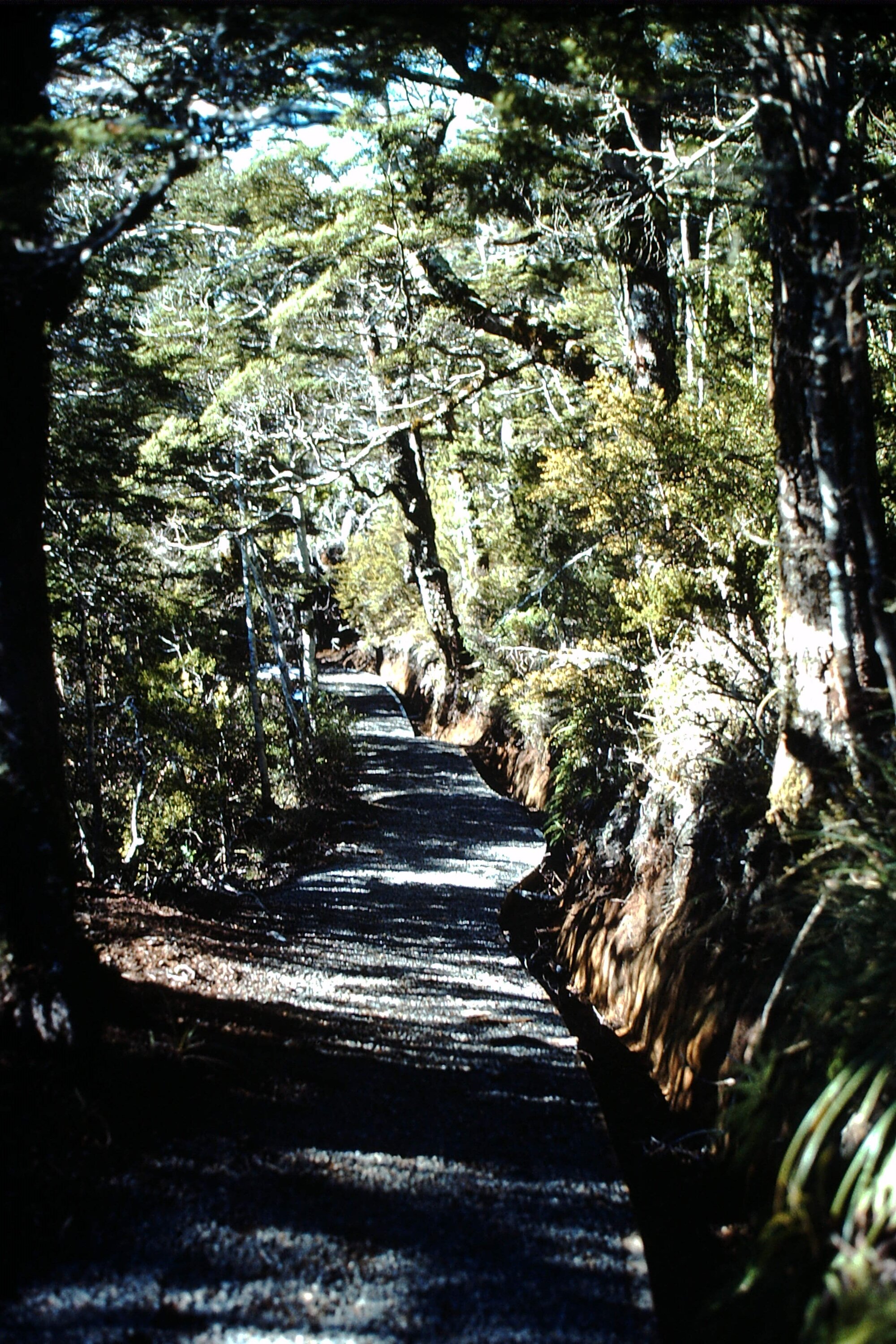Taranaki Falls Track Upgrade