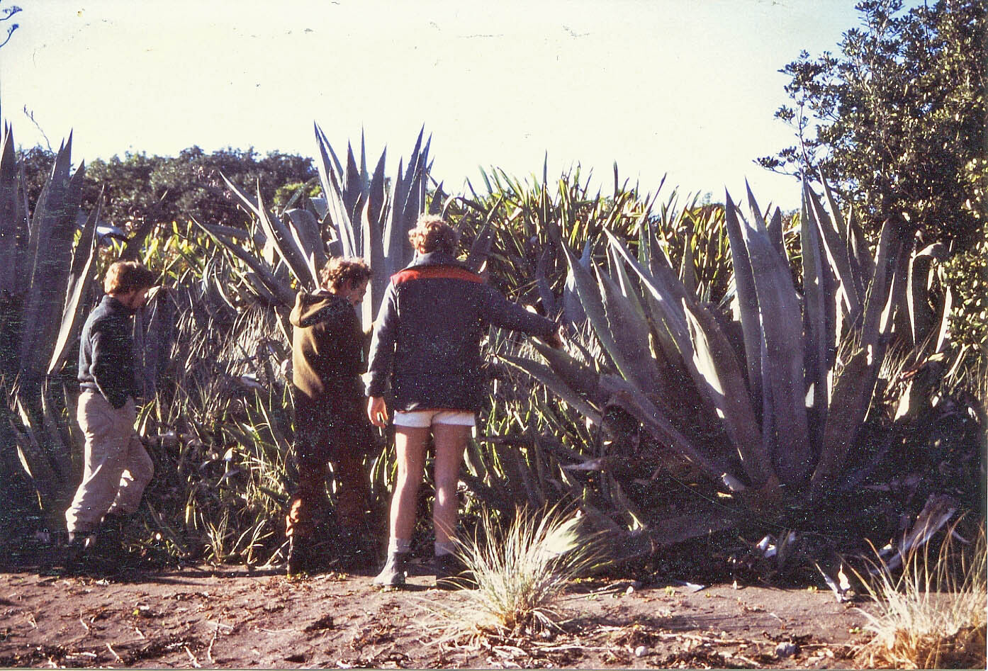 Agave americana - century plant - on Rimariki Island 1986