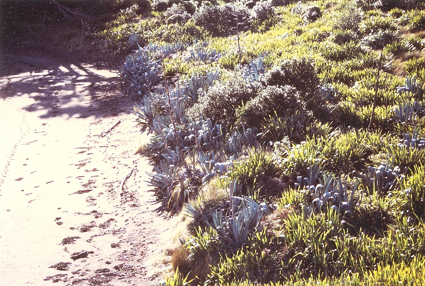 Agave americana - century plant - on Rimariki Island 1986