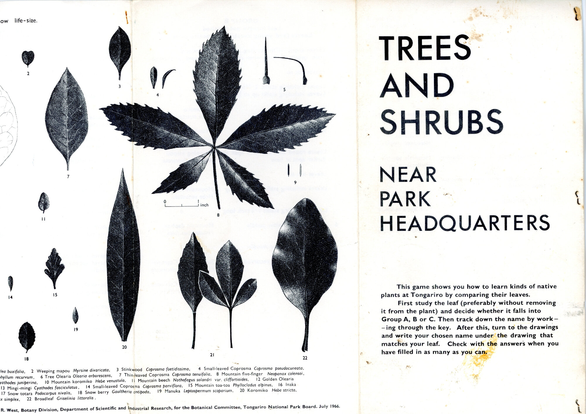 Trees and Shrubs: Tongariro National Park