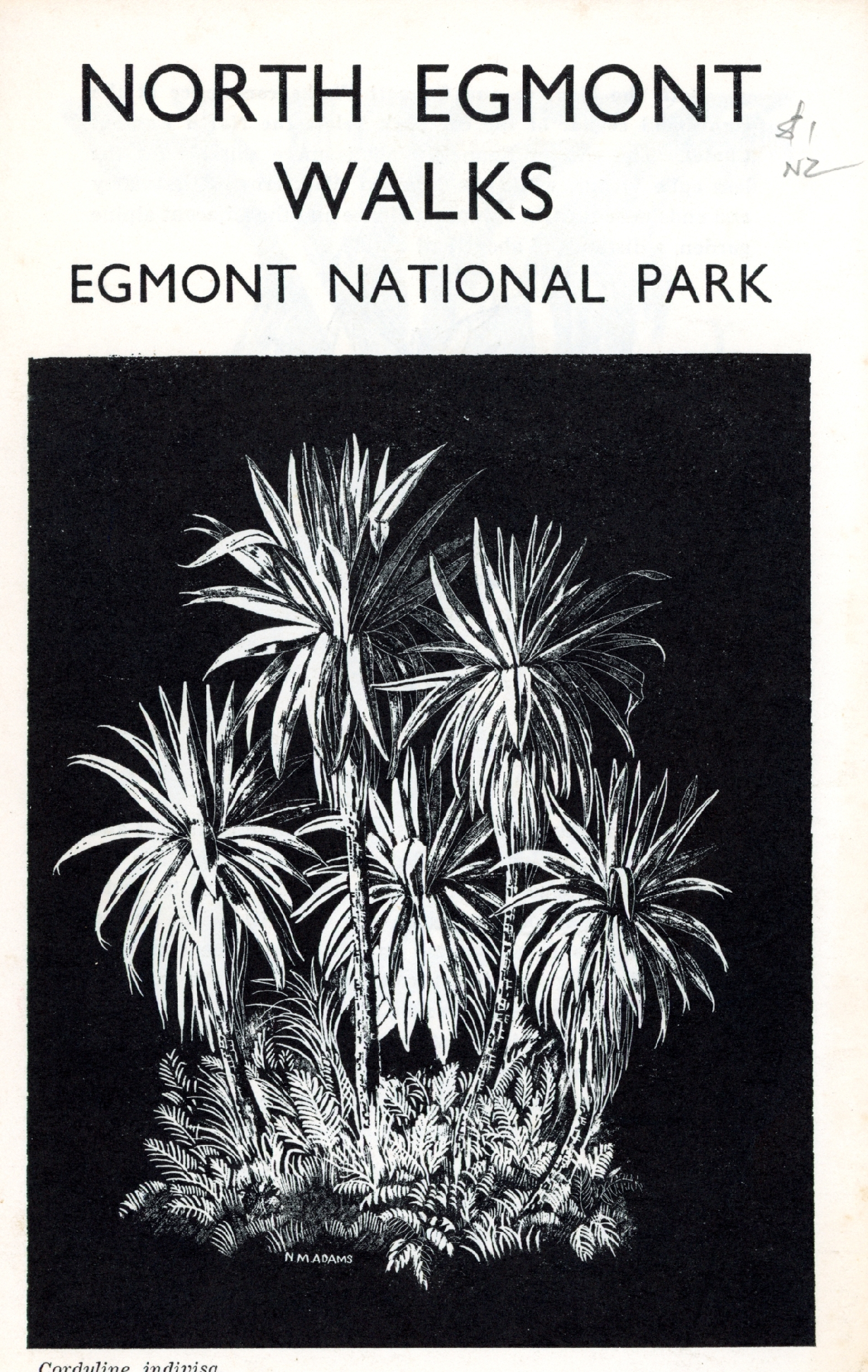 North Egmont Walks: Egmont National Park