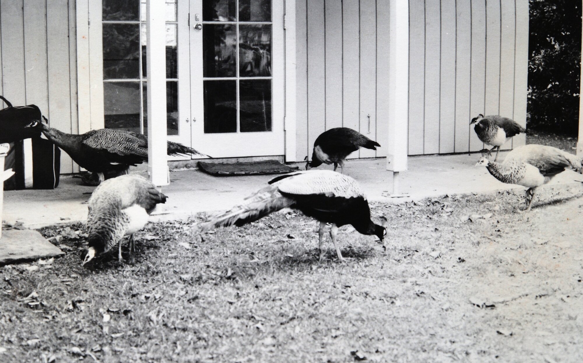 Wildlife, Mansion House Bay: Hauraki Gulf Maritime Park, 1982