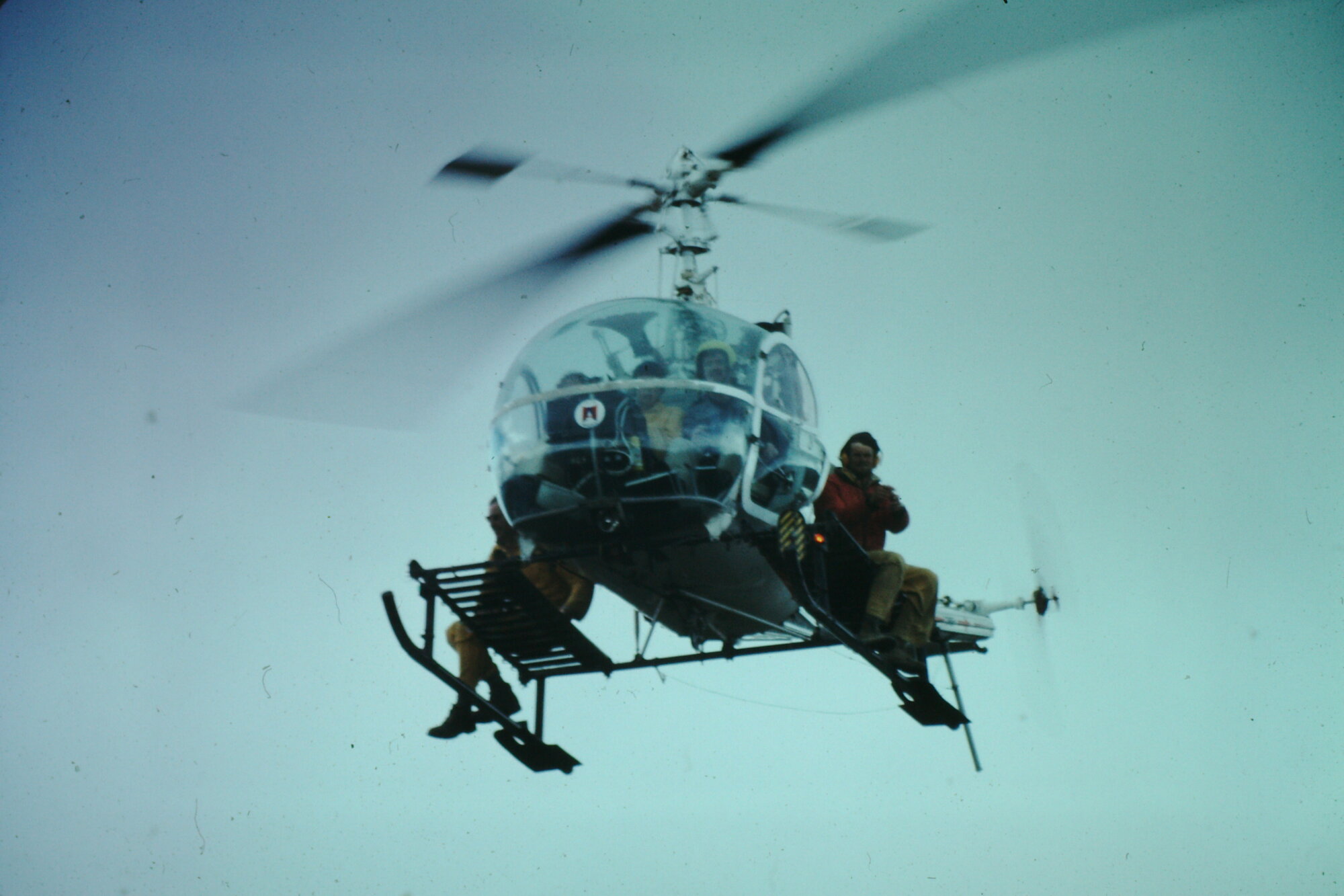 Pinus Contorta Control:  Tongariro National Park, 1978