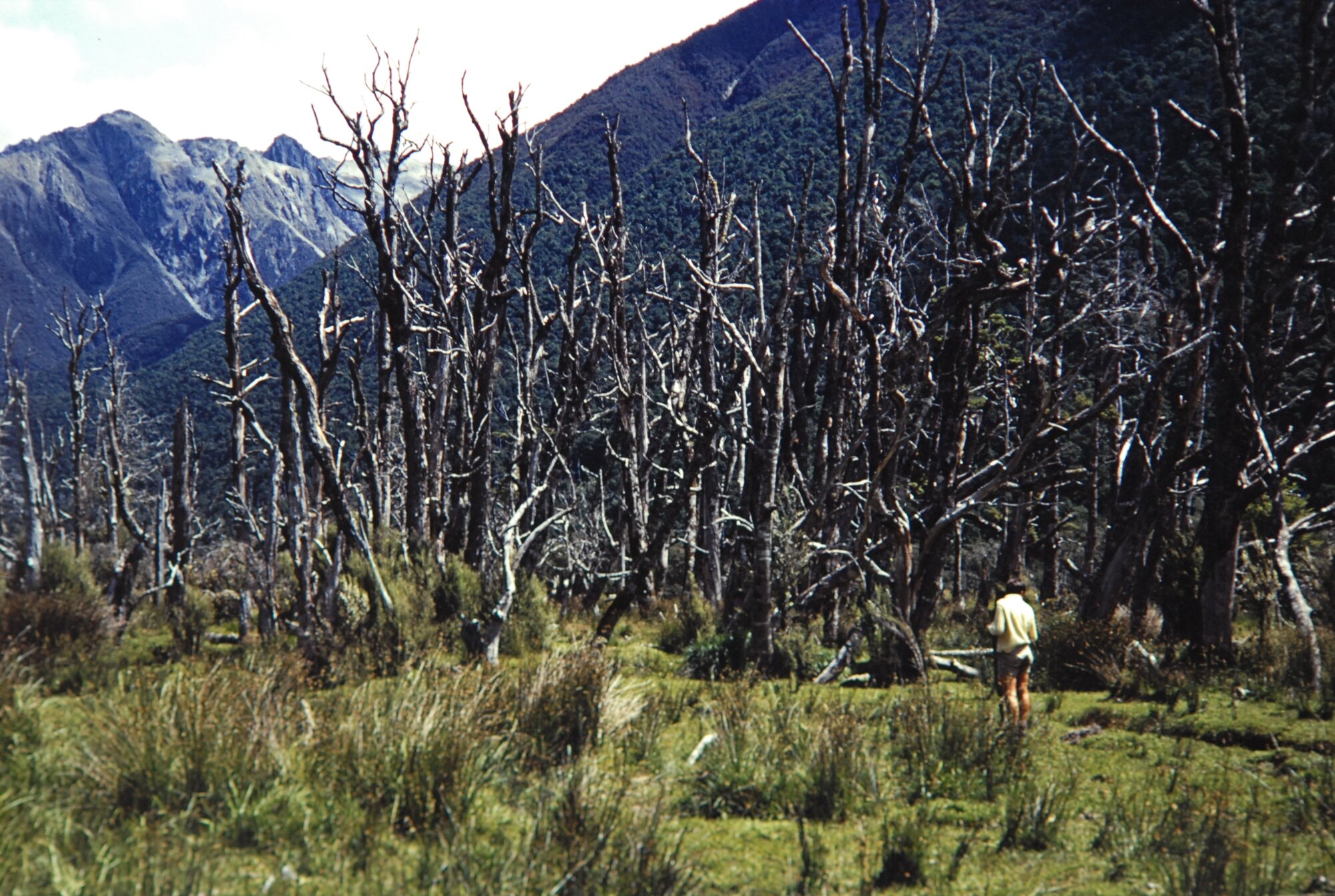 Dead beech forest, Travers Valley: Nelson Lakes National Park