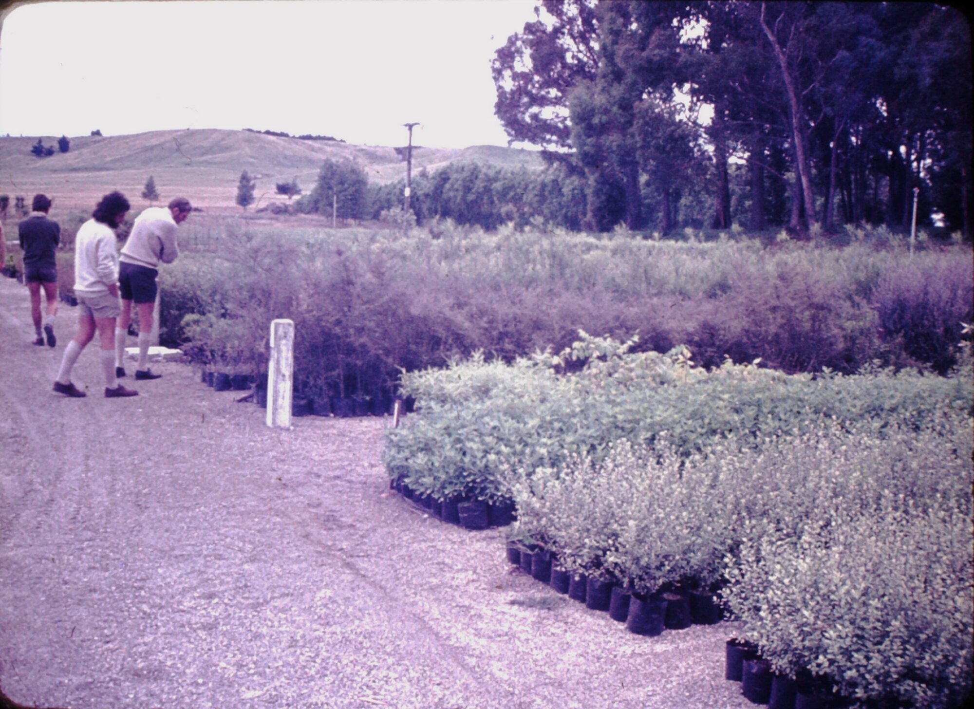 Lands &amp; Survey Taupo Plant Nursery