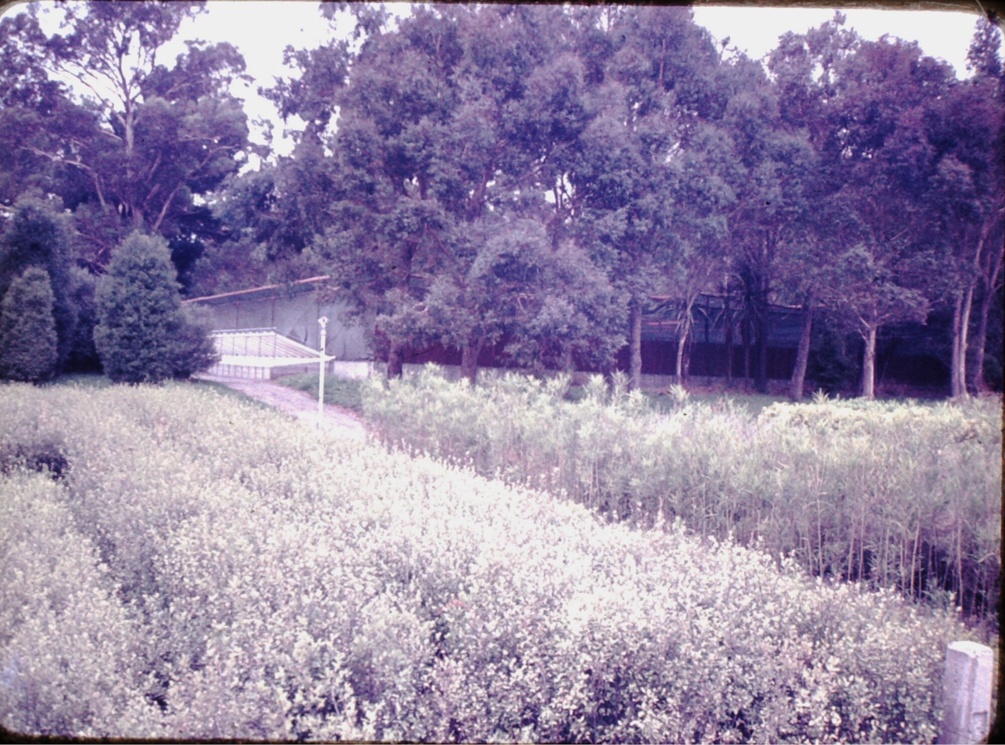 Lands &amp; Survey Taupo Plant Nursery