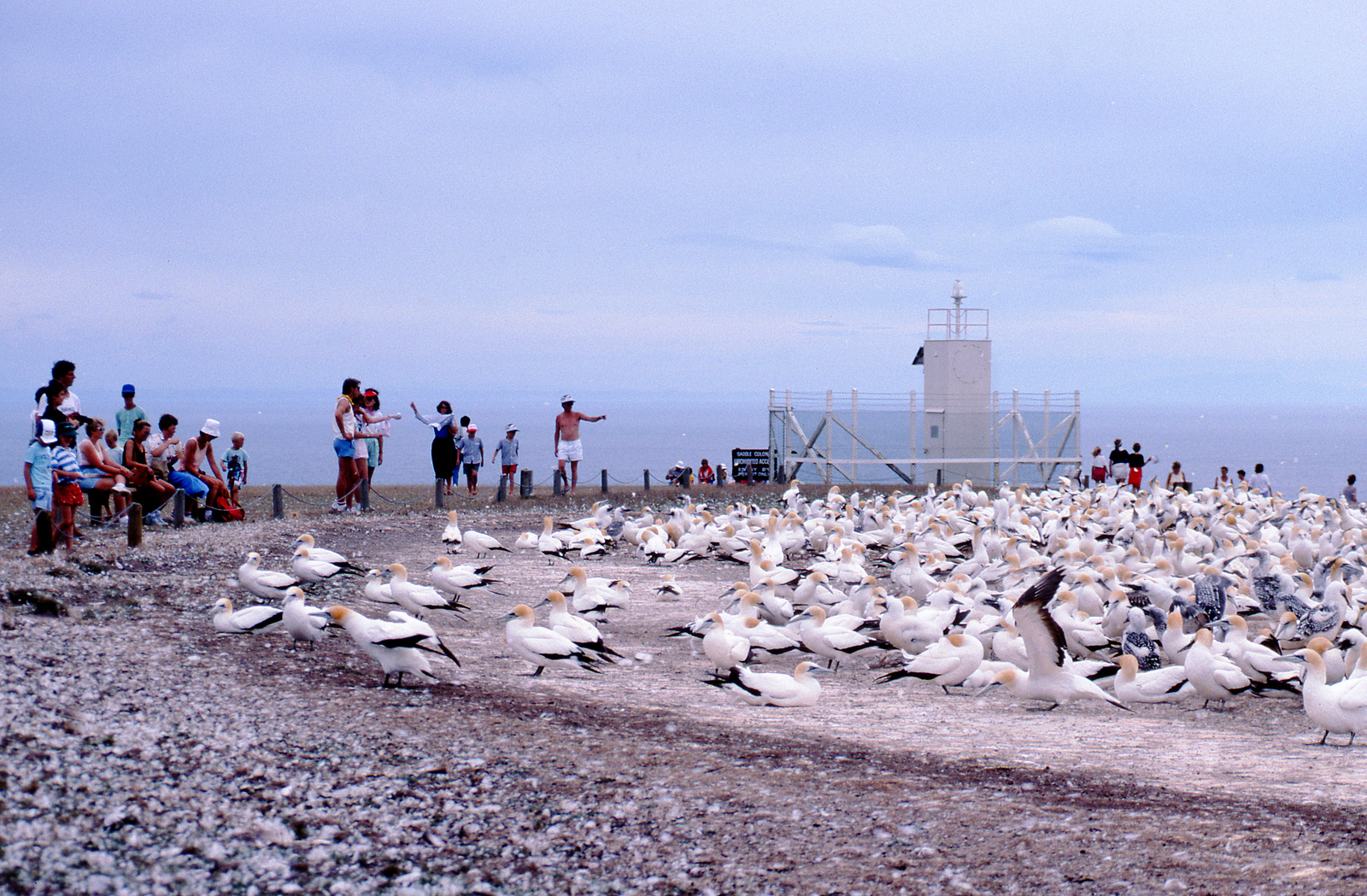 Cape Kidnappers Plateau Colony gannets with visitors and light beacon 1986