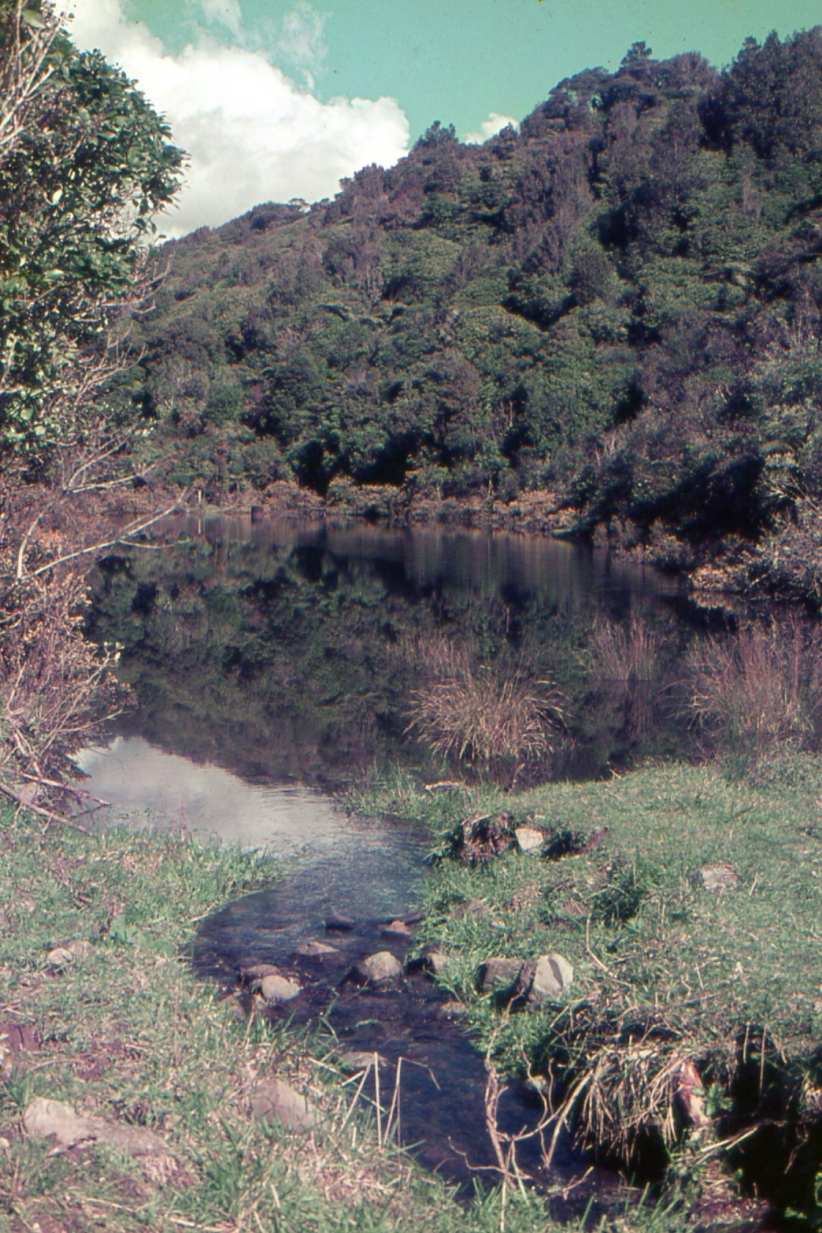 Base of Colonial Knob Walkway: Wellington Land District