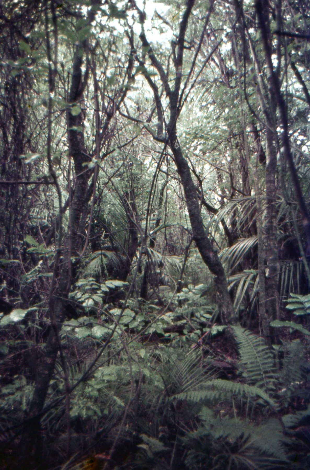 Porirua Scenic Reserve: Wellington Land District