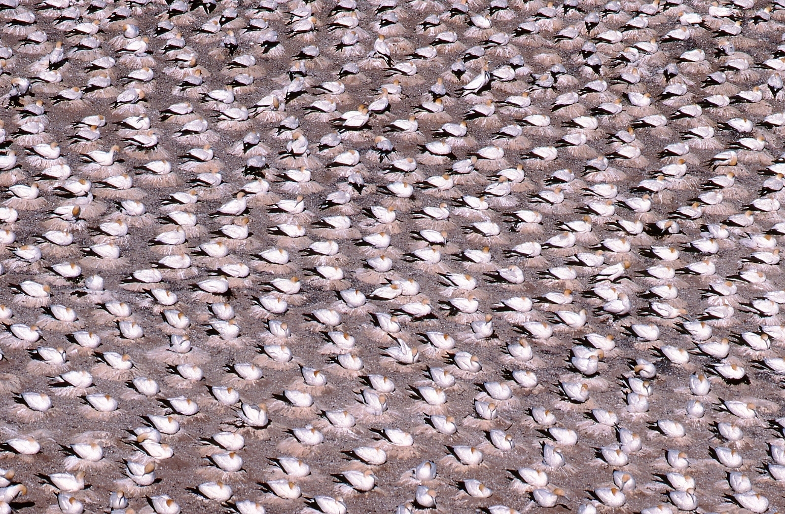 Cape Kidnappers Saddle Colony gannets, late 1980s