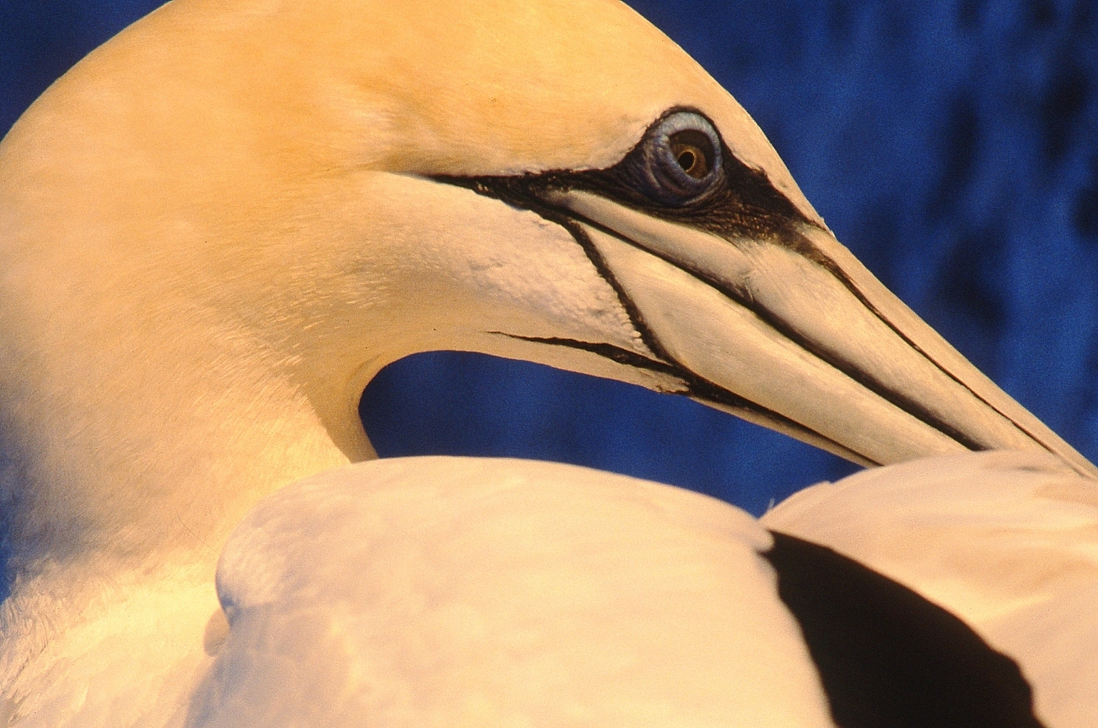 Gannet head Cape Kidnappers 1980s