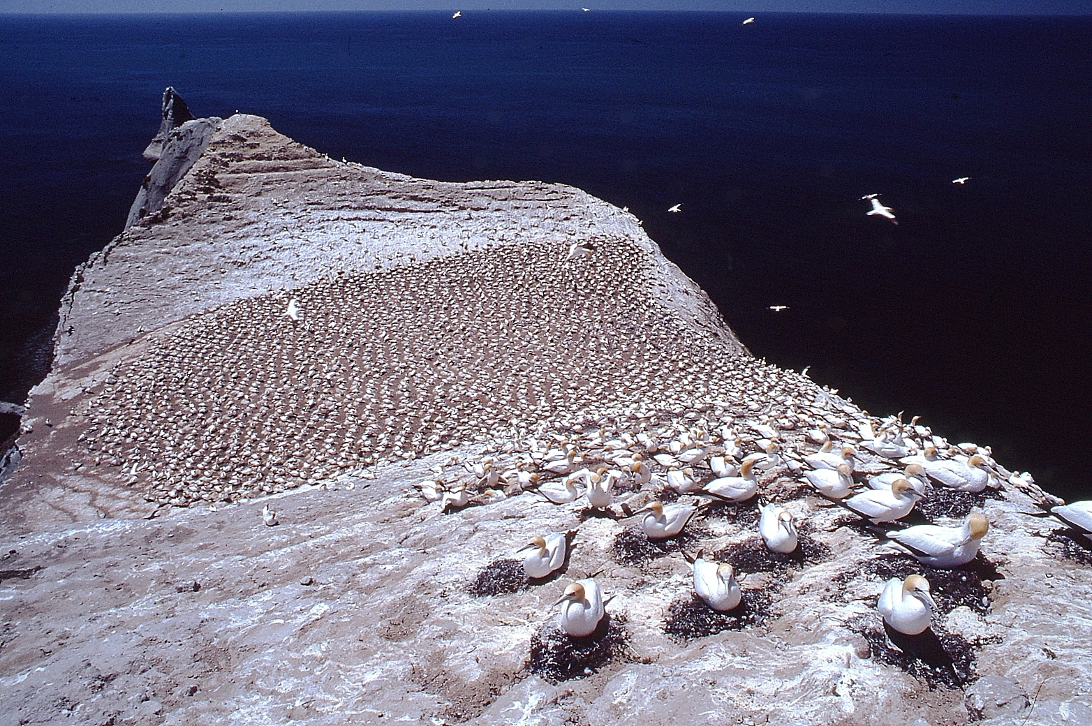 Cape Kidnappers Saddle Colony gannets, late 1980s