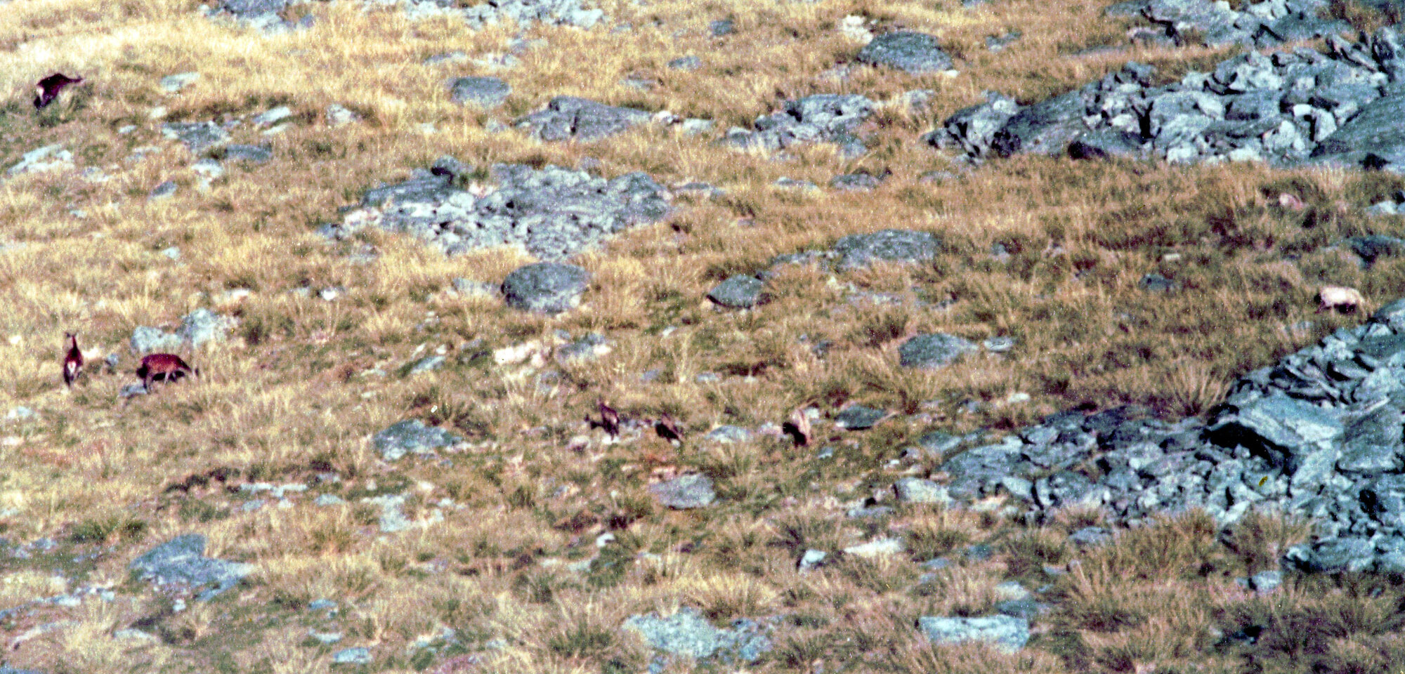 Chamois: Nelson Lakes National Park