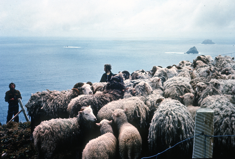Capturing sheep: Campbell Island