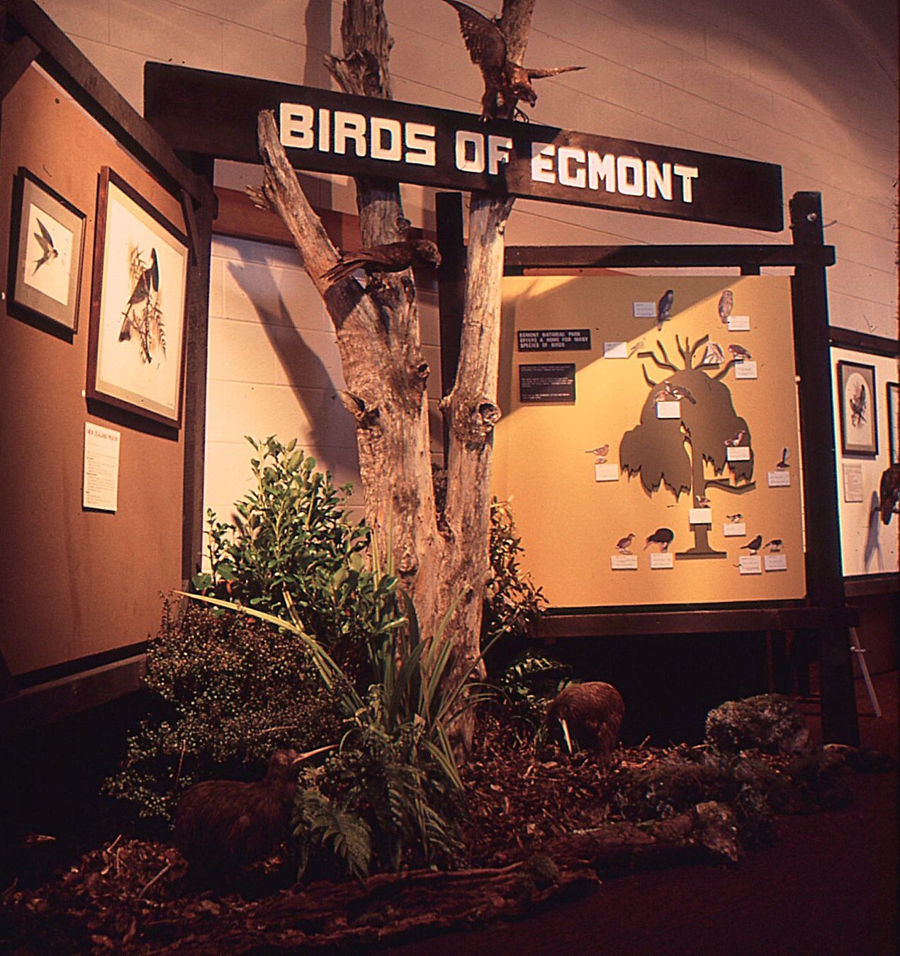Bird Survey Display 1981