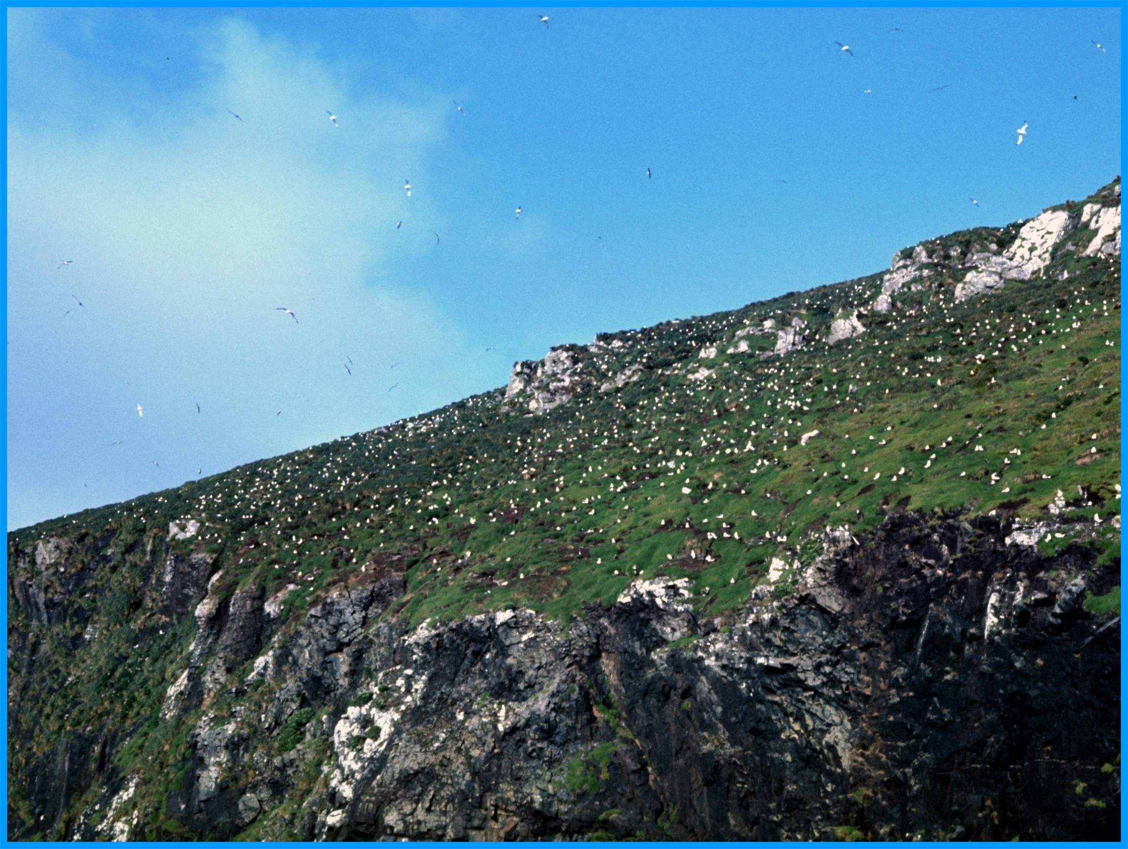 Image 11.
Disappointment Island - an abundance of sea birds.