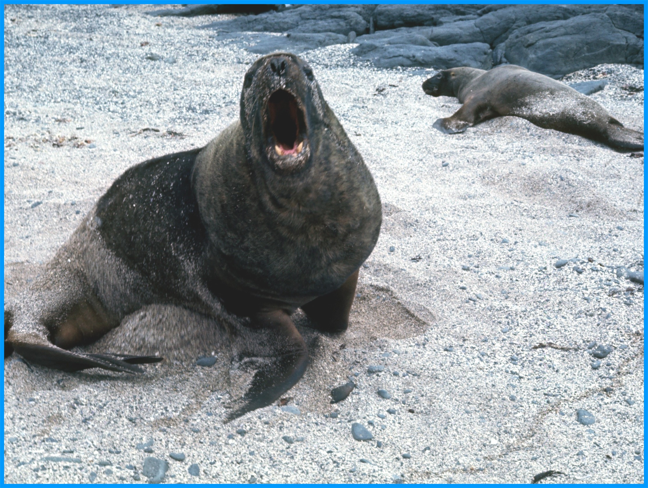 Image 21.
A 400kg bull NZ sealion. 