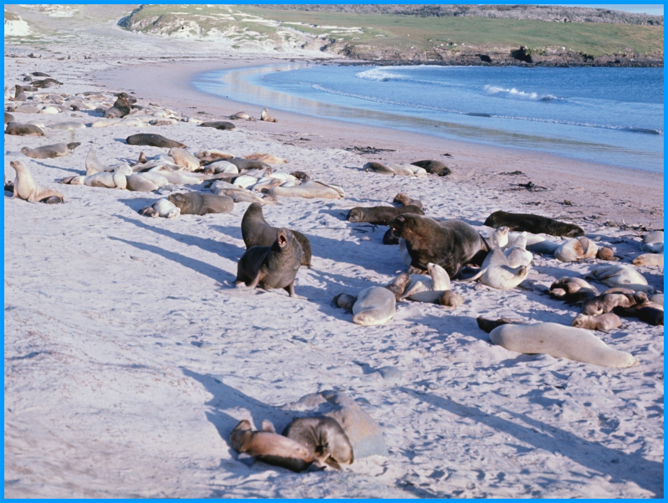 Image 22.
Numerous NZ sealion harems squeeze onto Sandy Bay, the best and most sheltered beach on Enderby Island.