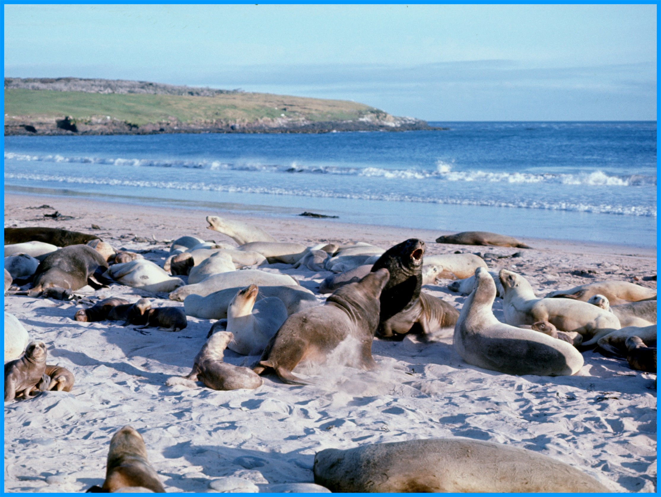 Image 23.
A beachmaster defending his harem. Note the dead bull in the background that had succumbed to a tooth biting through the cranium.