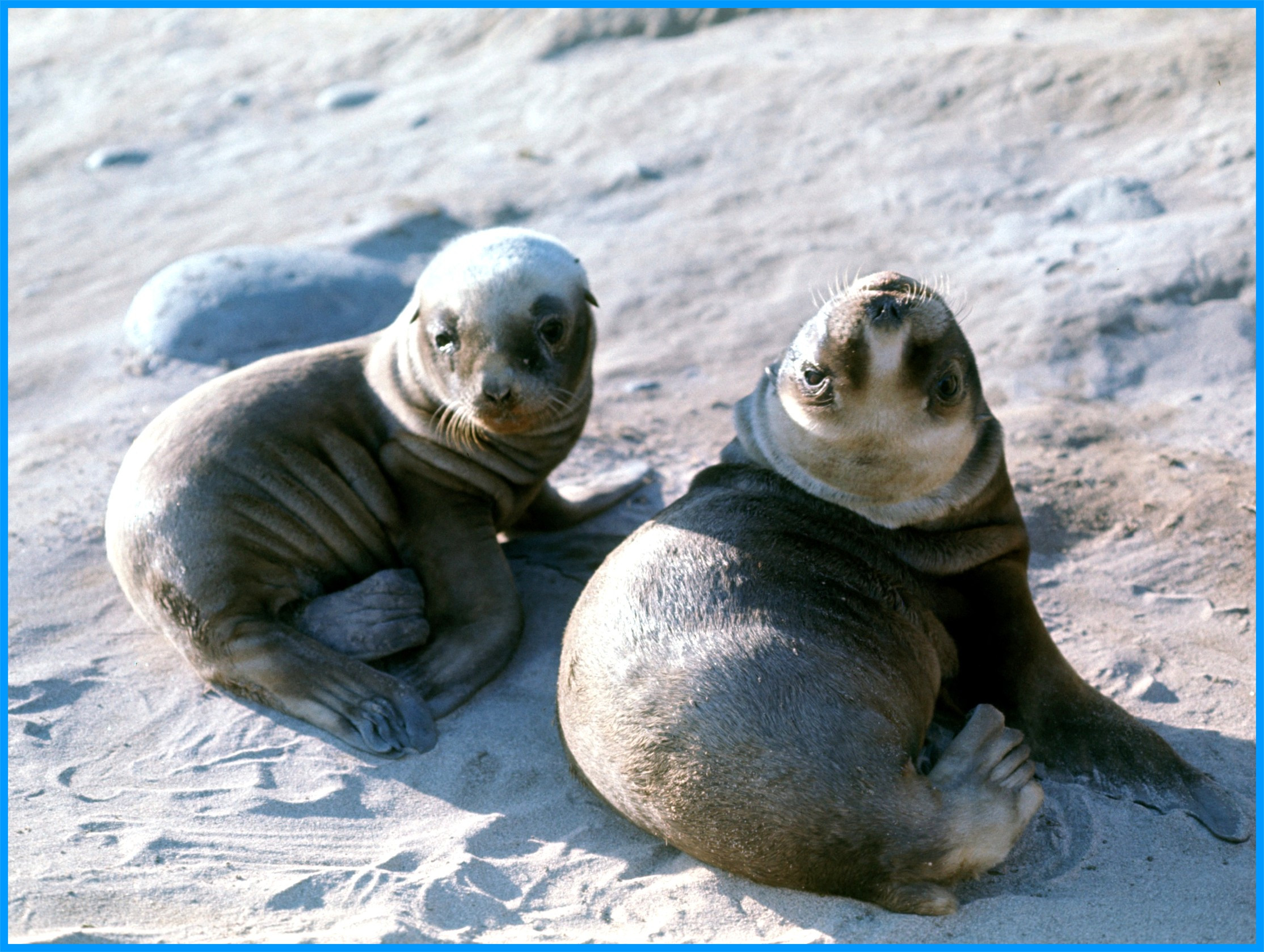 Image 26.
The pups are the cutest...but suffer a high mortality rate.