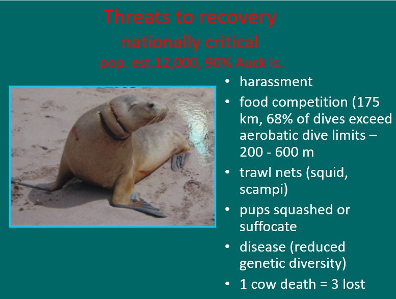 Image 27.
The threats to the NZ sealion are numerous and they are considered vulnerable under ICUN criteria.