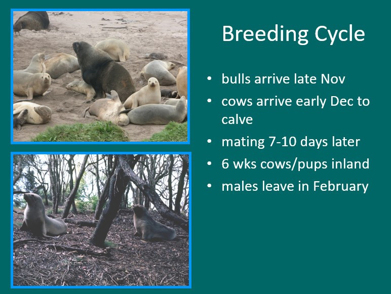 Image 28.
The breeding cycle is unusual, especially for the female.