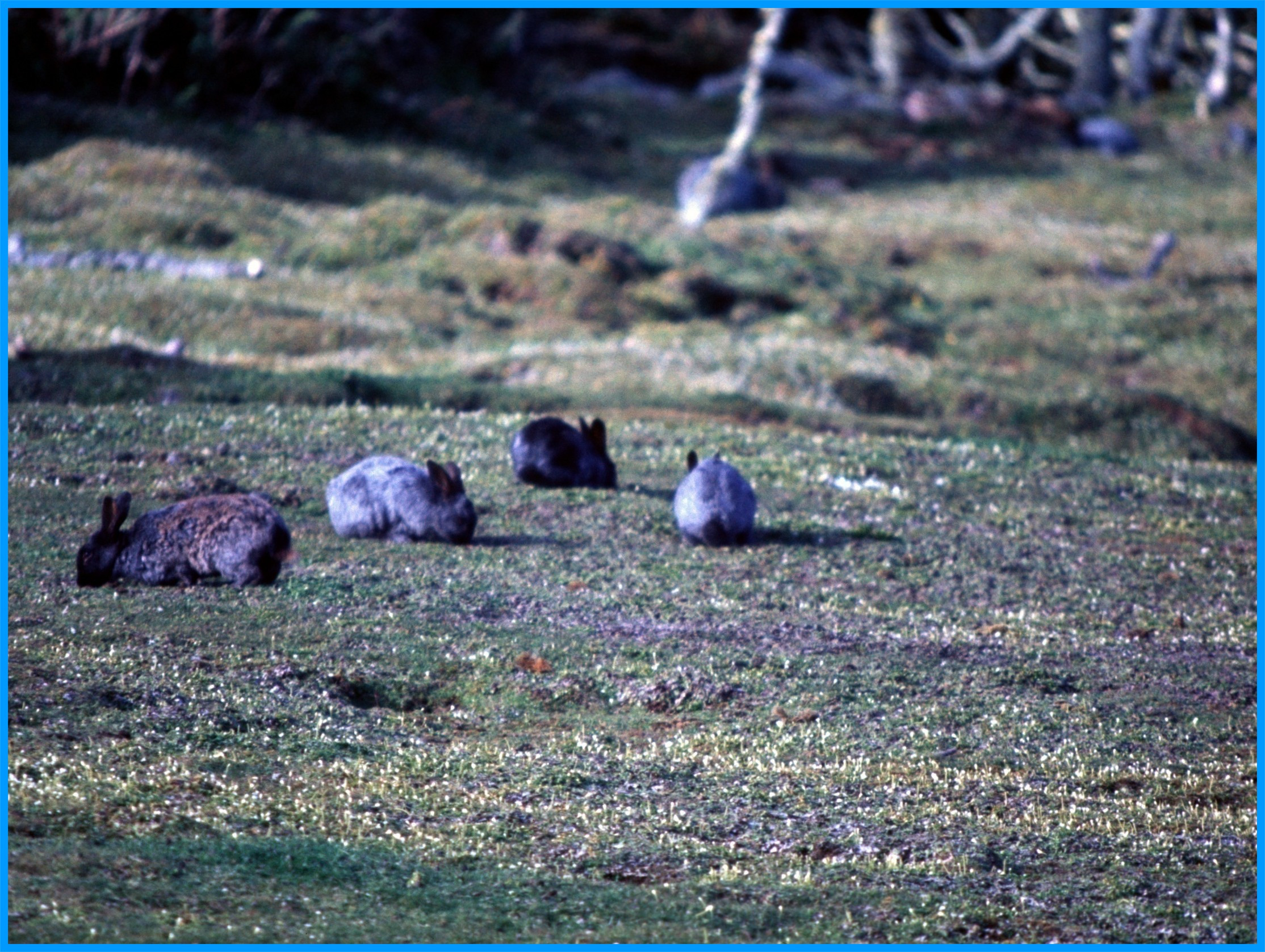 Image 31.
French Blue rabbits were liberated in 1865 as a food source for castaways.
