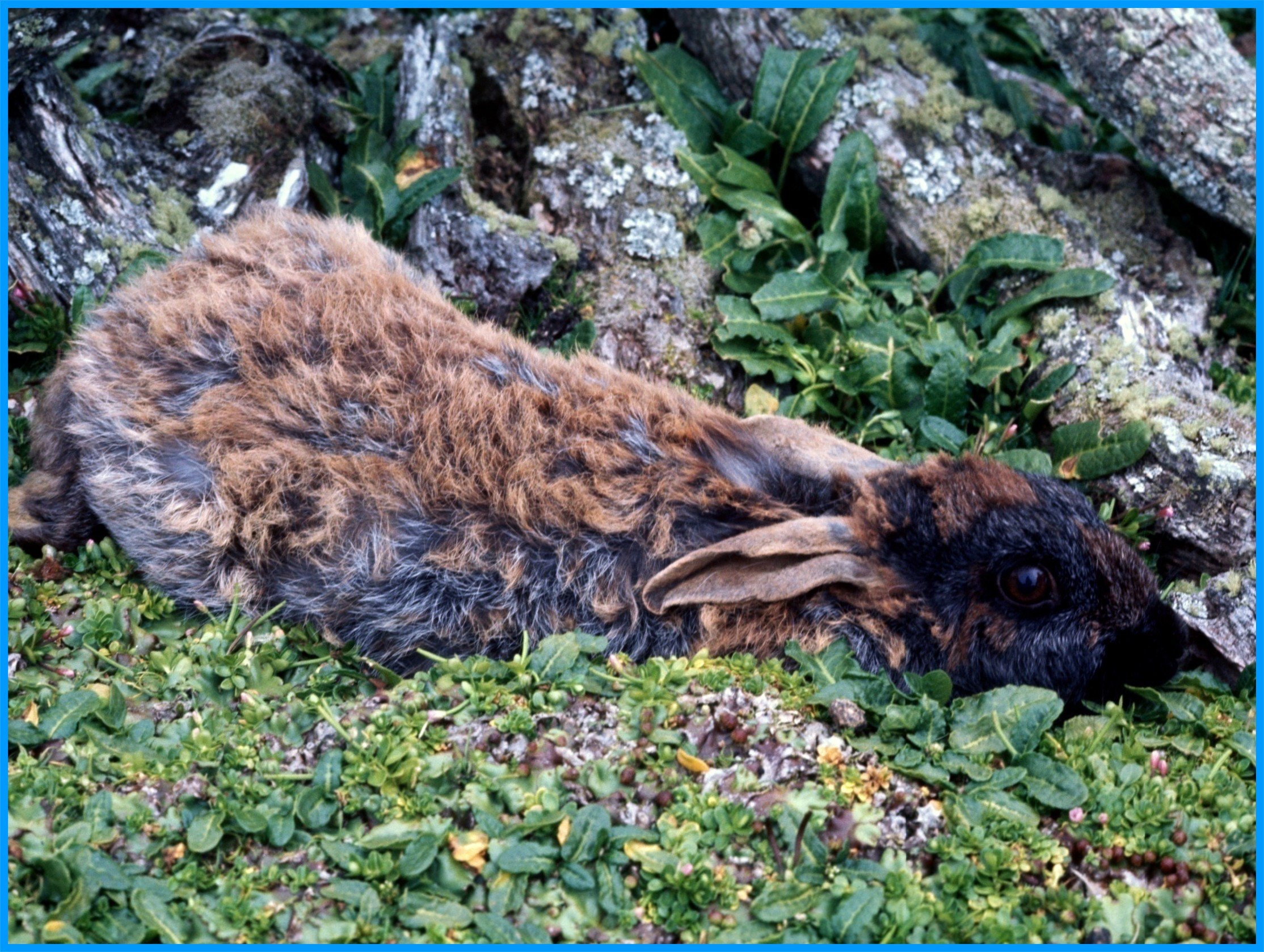 Image 32.
Despite the harsh climate, the rabbit population grew with disasterous consequences for the natural ecology.