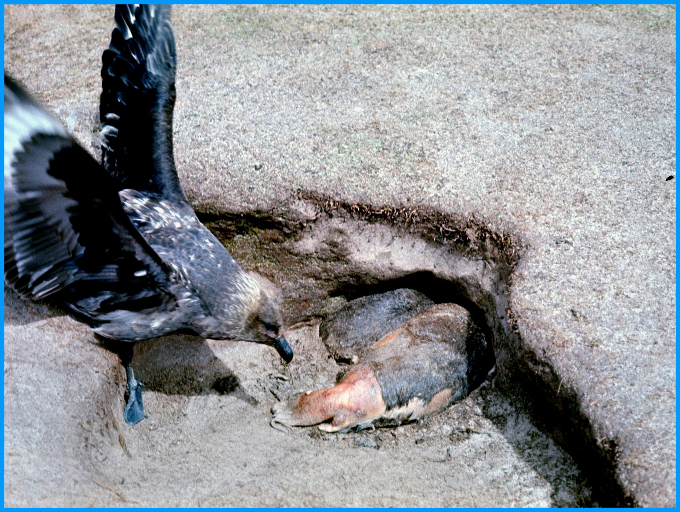 Image 33.
NZ sealion pups smothered to death in rabbit warrens.
The skua does its thing as the scavengers of Antarctica and the sub Antarctic islands.