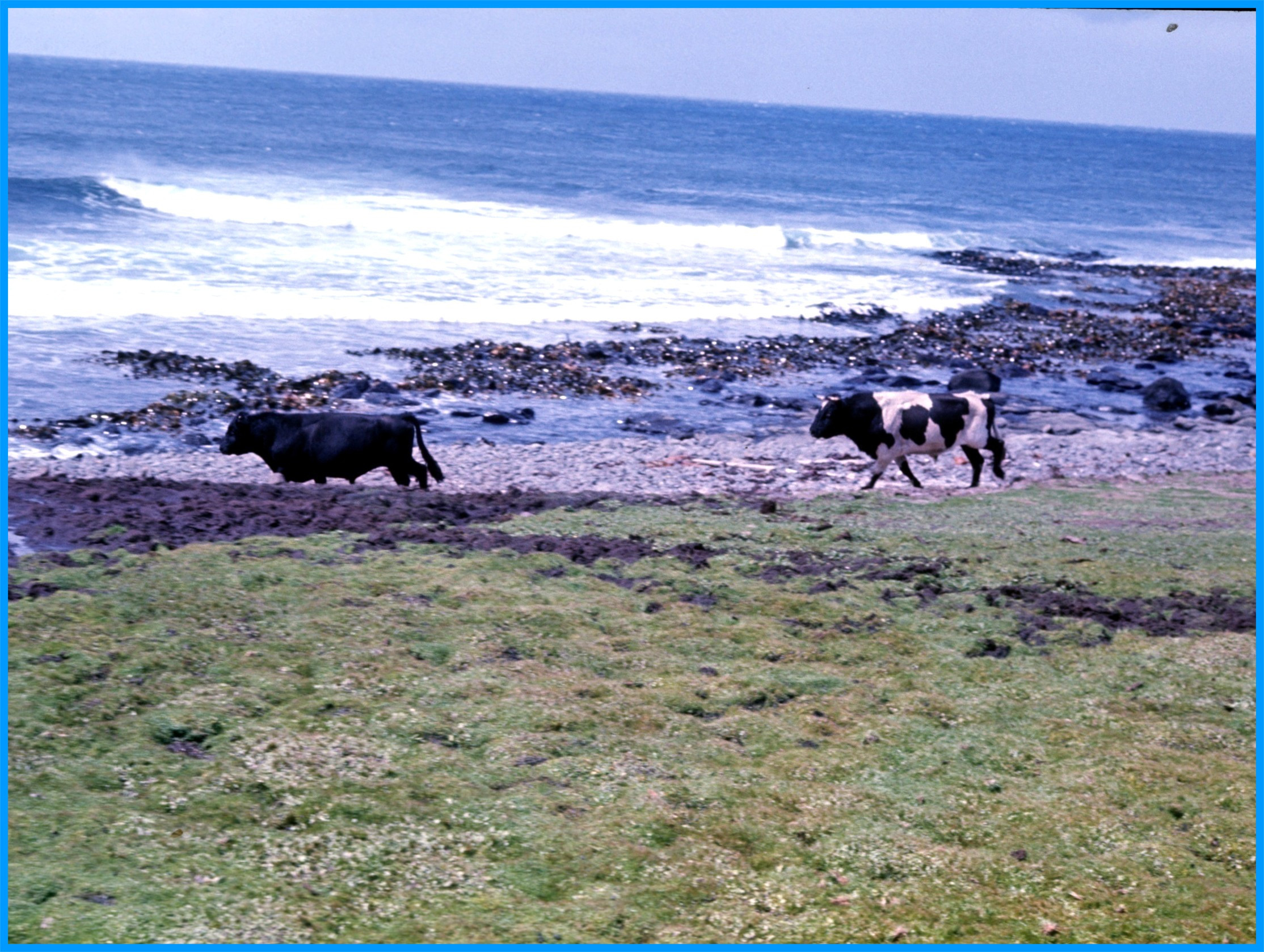 Image 34.
Wild cattle - the remnants of a failed farming attempt in 1894.