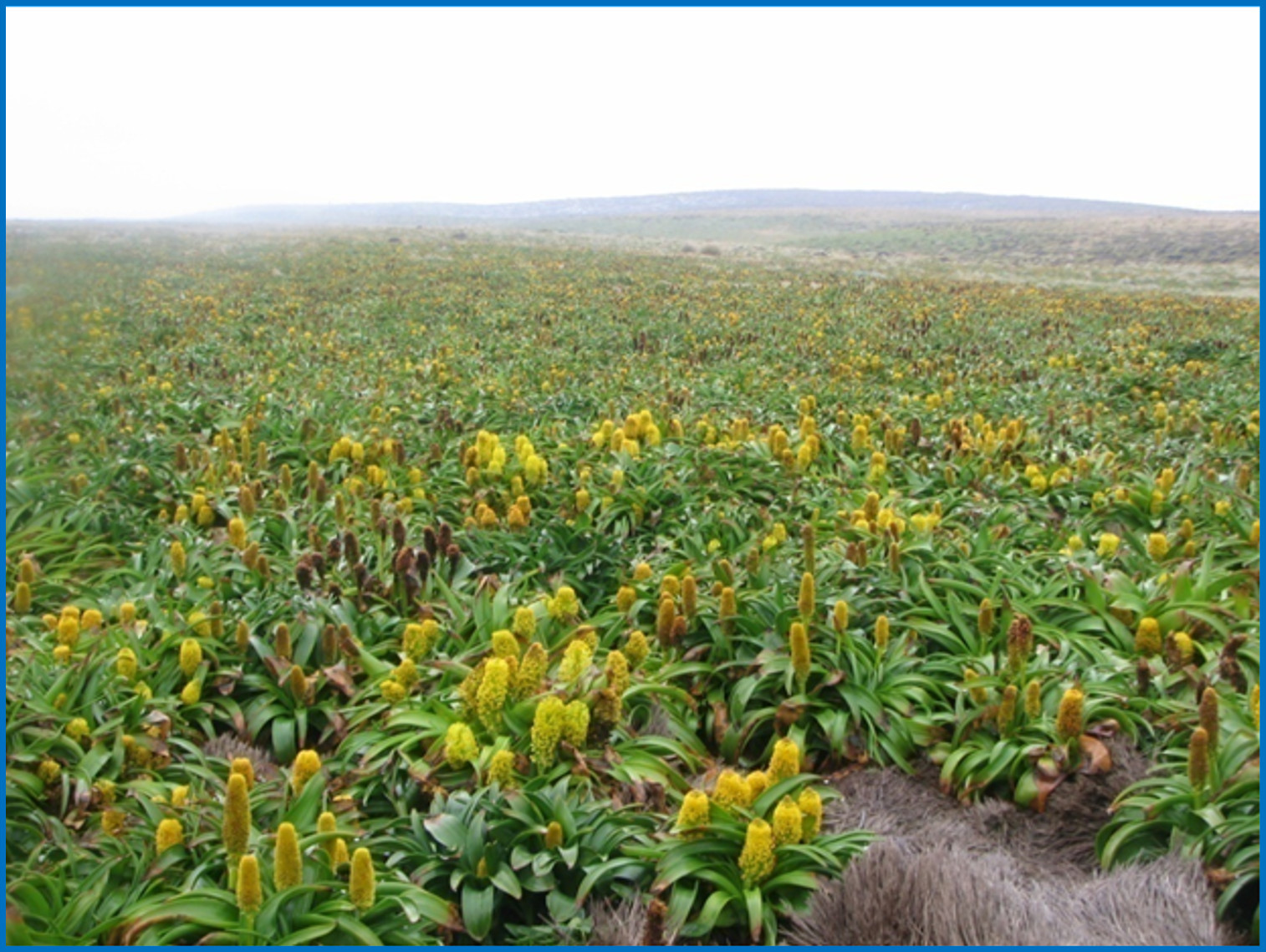 Image 36
Bulbinella rossii - Maori onion.  A species that thrived on the islands as it was unpallatble to wild cattle and rabbits.