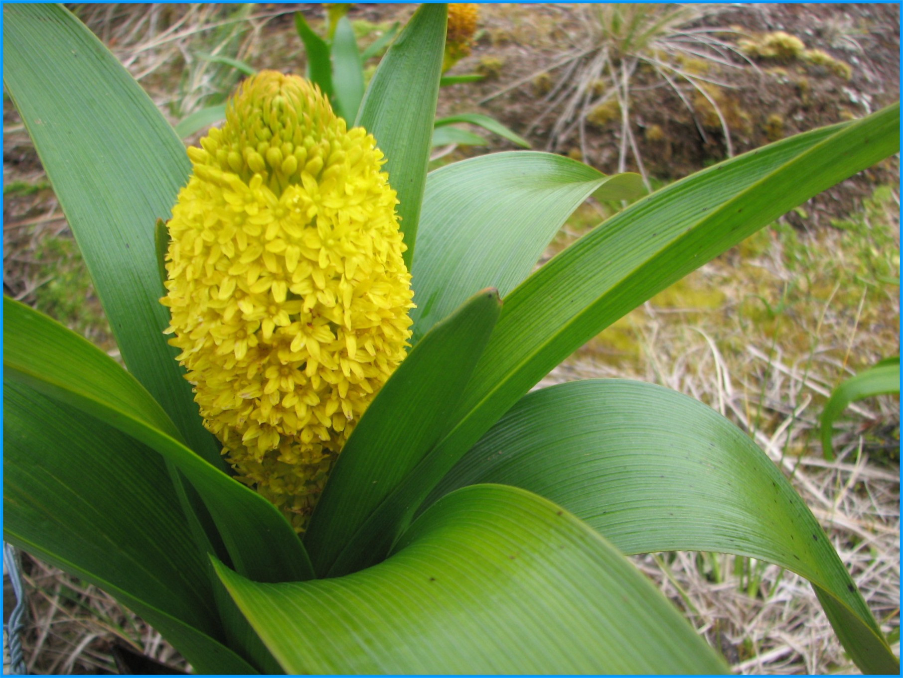 Image 37.
The megaherbs of New Zealand's sub Antarctic Islands are unique and tend to be larger and more colourful than their mainland counterparts.
