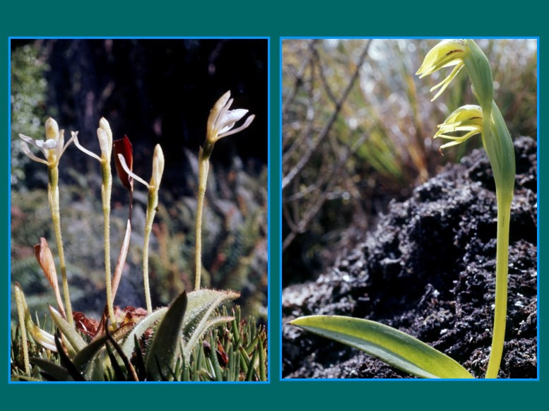 Image 40.
Ground orchid species flourish.