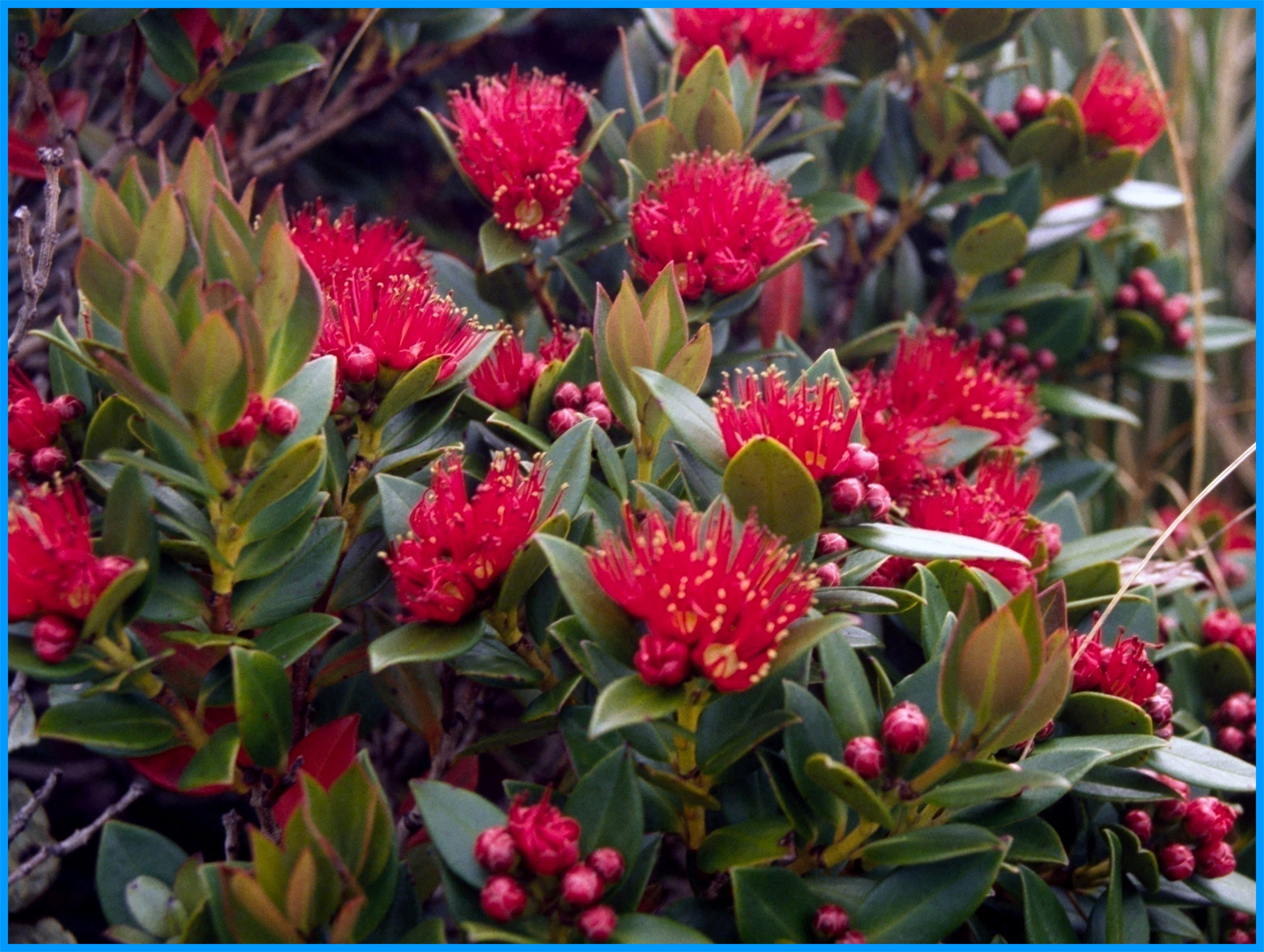 Image 42.
The southern rata forms a fringe around the coastline between the sea and the tussockfields. The flowering season is spectacular and seems brighter in colour than the mainland bloom. Here, the rata forest provides a rich source of nectar for birds and insects as well as shelter and nesting sites for both terrestrial and seabirds. 