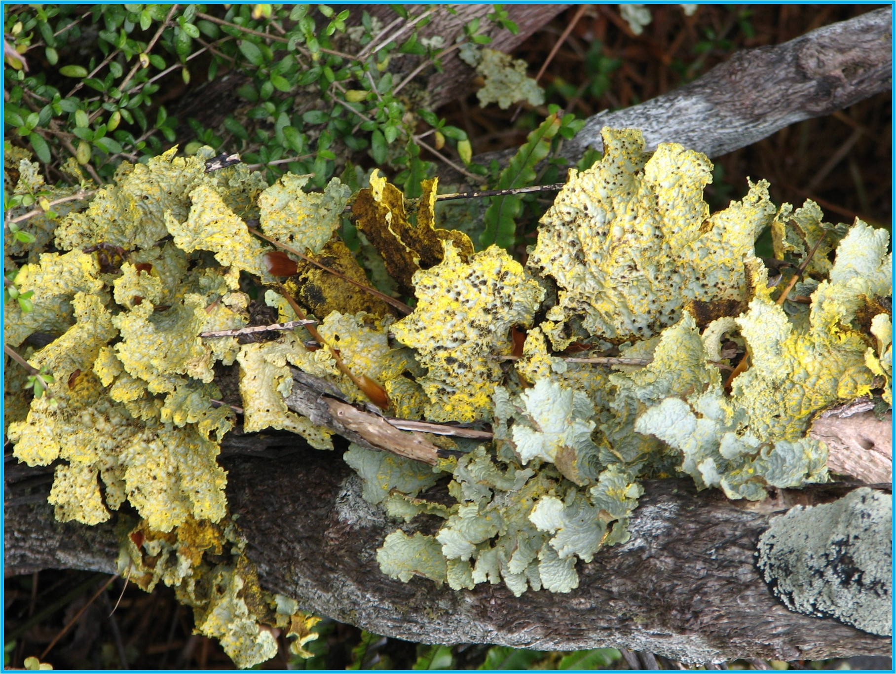 Image 43.
The lichen of the sub Antarctic Islands are notable for their size.