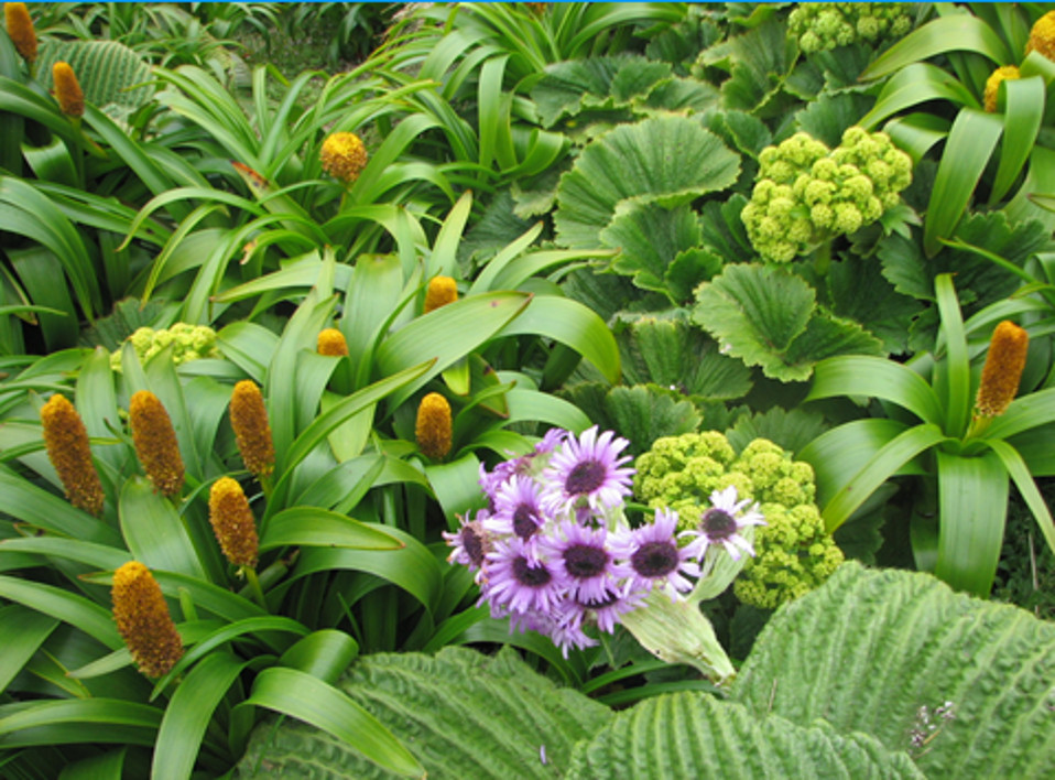Image 38.
The large foliage is an adaptive response to cloudy, humid conditions and cool air temperatures. The colourfulness is thought to be an adaptation to absorb more warmth from the diluted sunlight and short summer season, as well as attracting the pollinators.
