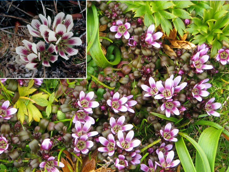 Image 39.
Two species of Gentiana are unique to the Auckland Islands and form dense mats over the peat soils and tussockland.