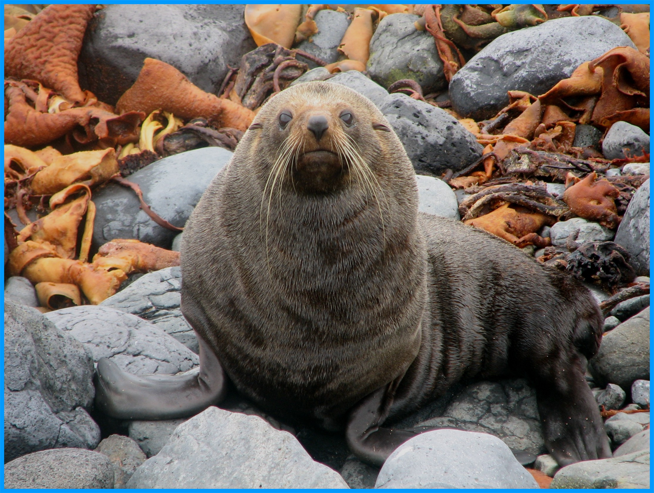 Image 44.
Fur seals are common around the coast where they rest and breed.
