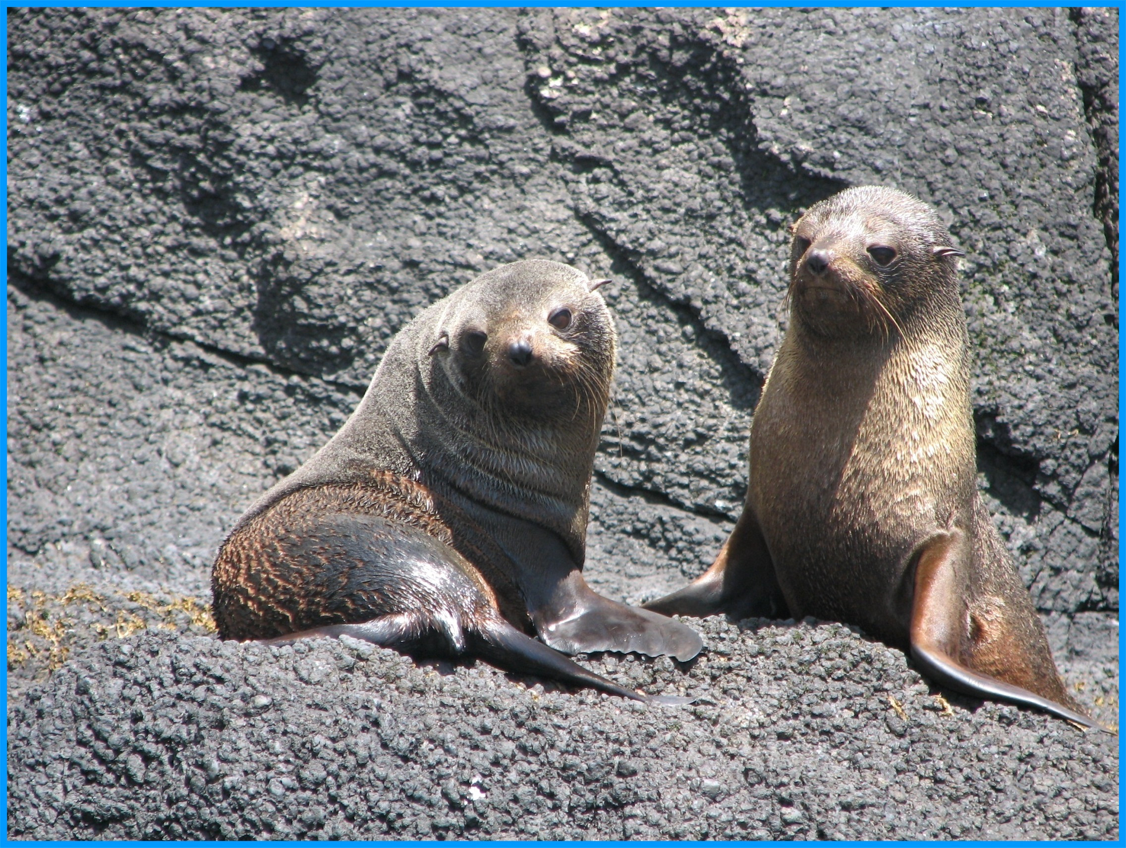 Image 45.
Fur seal pup populations were decimated between late 1700 and early 1800. In one season, alone, 60,000 skins were taken by one vessel from the Antipodes Islands - more than the entire population today.
